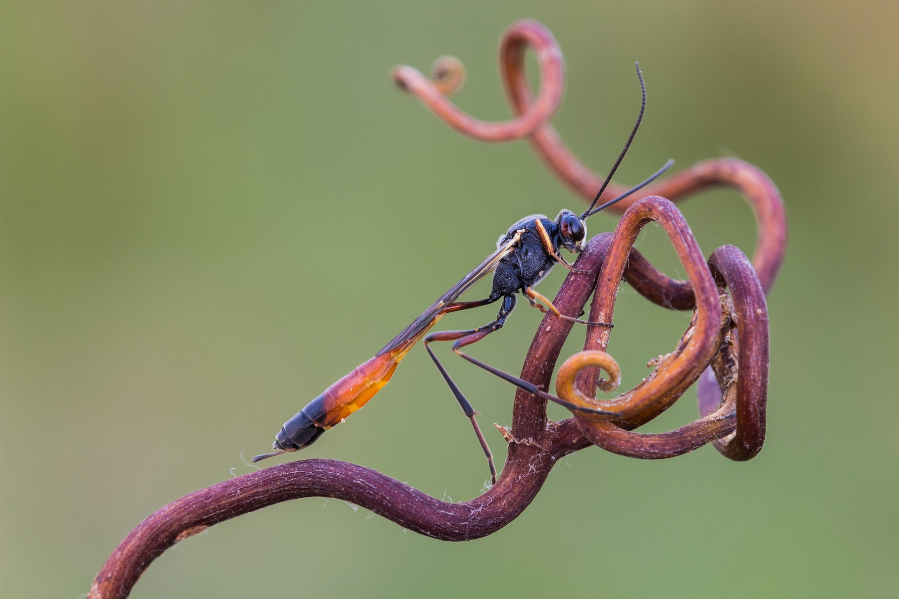 Tamron SP AF 180mm F3.5 Di LD (IF) Macro sample photo. Vespa solitaria photography