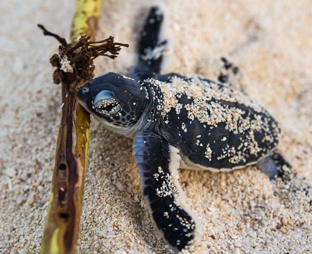 30 Cute Baby Animal Photos Found In The Wild 500px