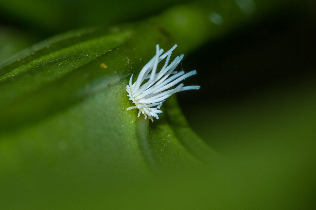 A moving grass? Scale insect nymph by Prajwal Ullal / 500px