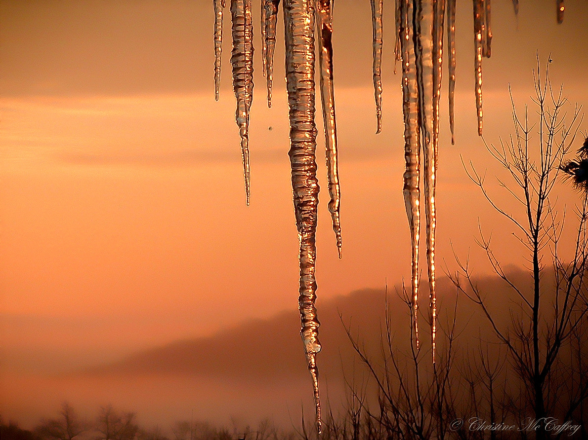 Fujifilm FinePix S3000 sample photo. ~icicles~ photography