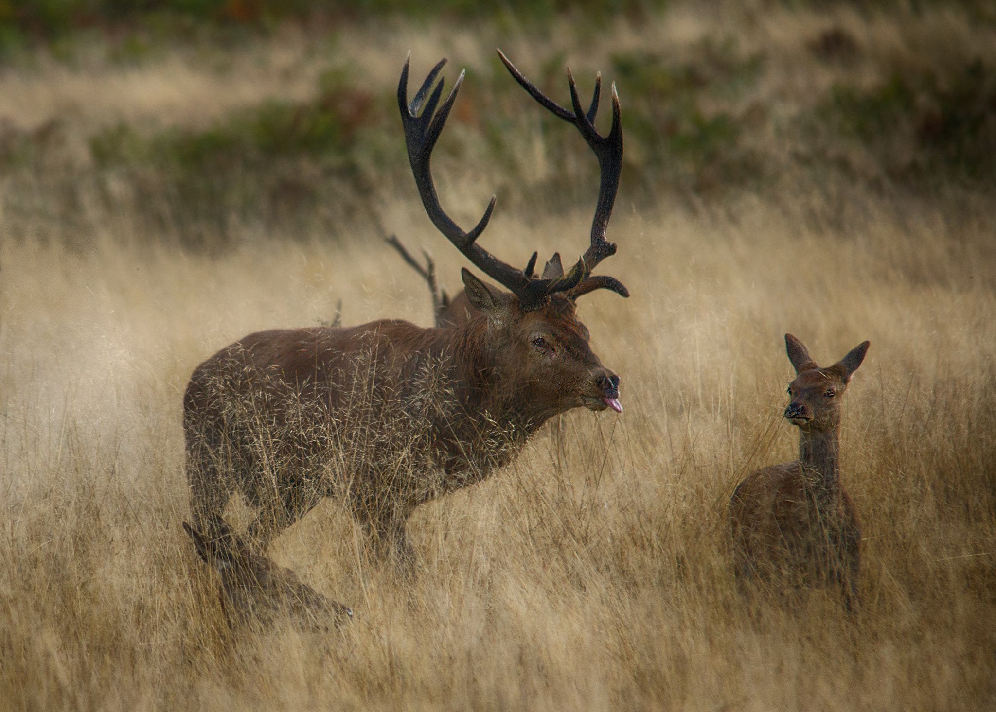 Sigma 150-500mm F5-6.3 DG OS HSM sample photo. Come here darlin photography