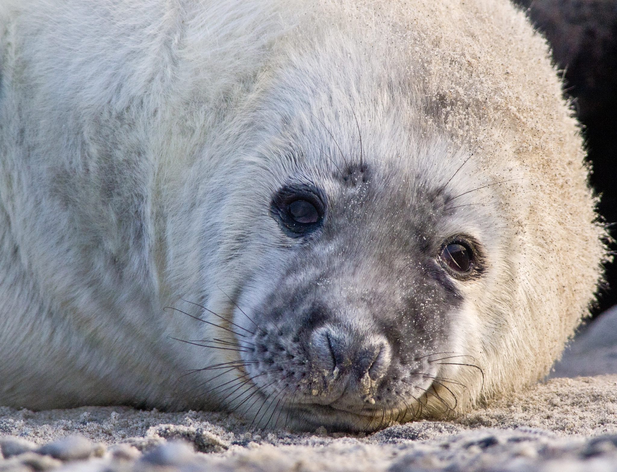 Olympus E-5 + OLYMPUS 300mm Lens sample photo. Grey seal baby photography