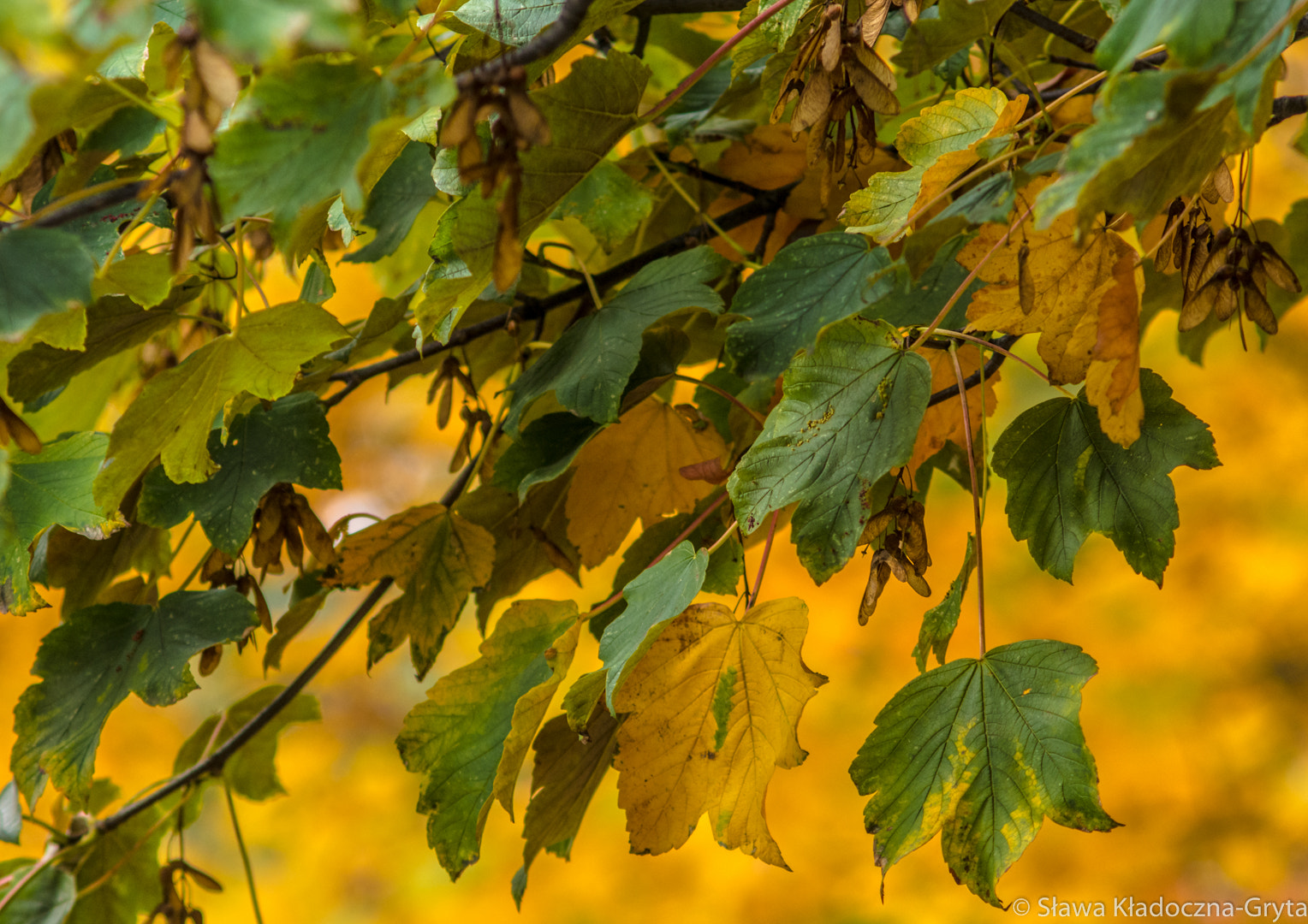 Nikon D7100 + AF Zoom-Nikkor 70-210mm f/4 sample photo. Leaves photography