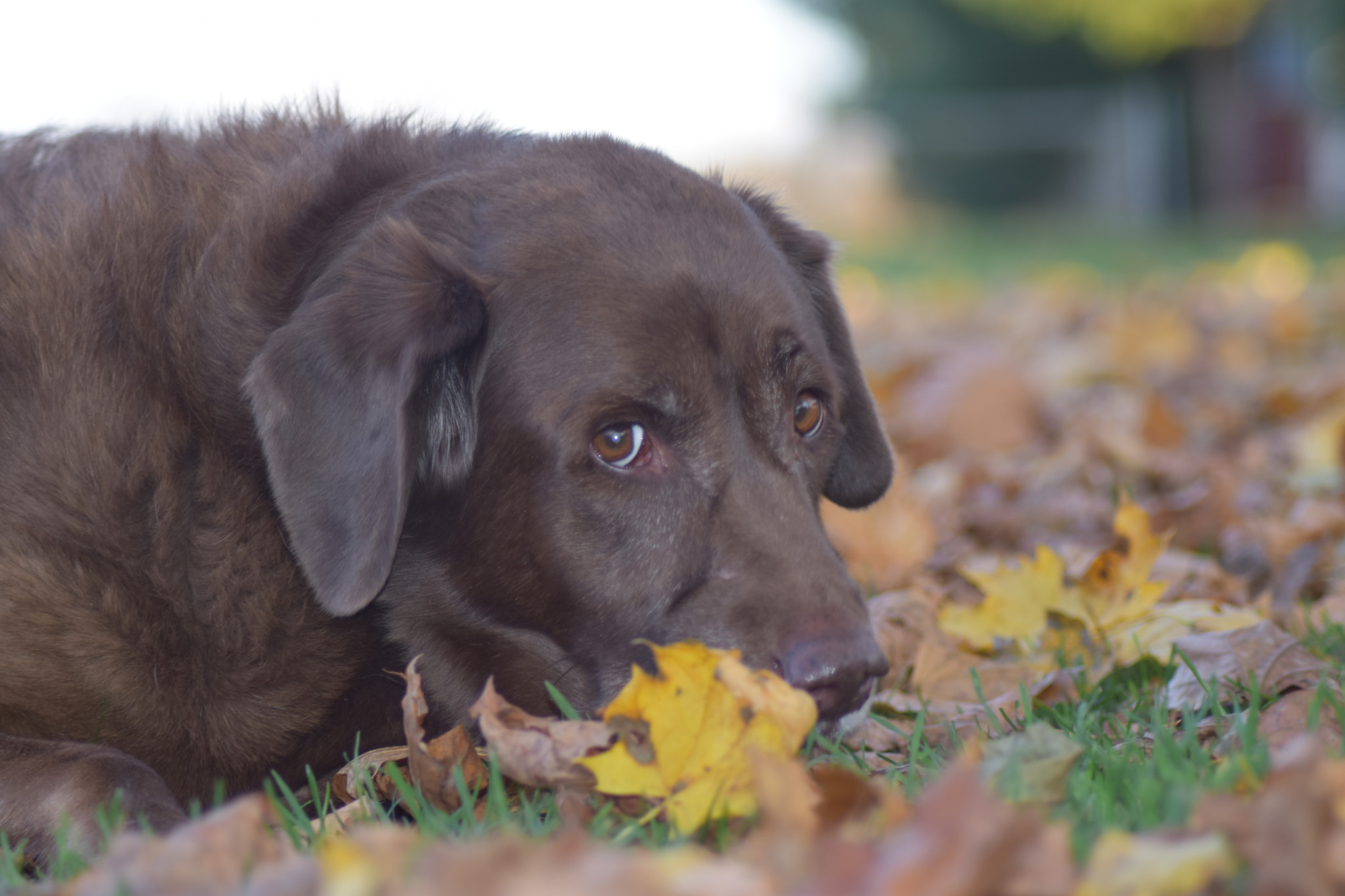 Nikon AF Nikkor 70-300mm F4-5.6G sample photo. Puppy dog eyes photography