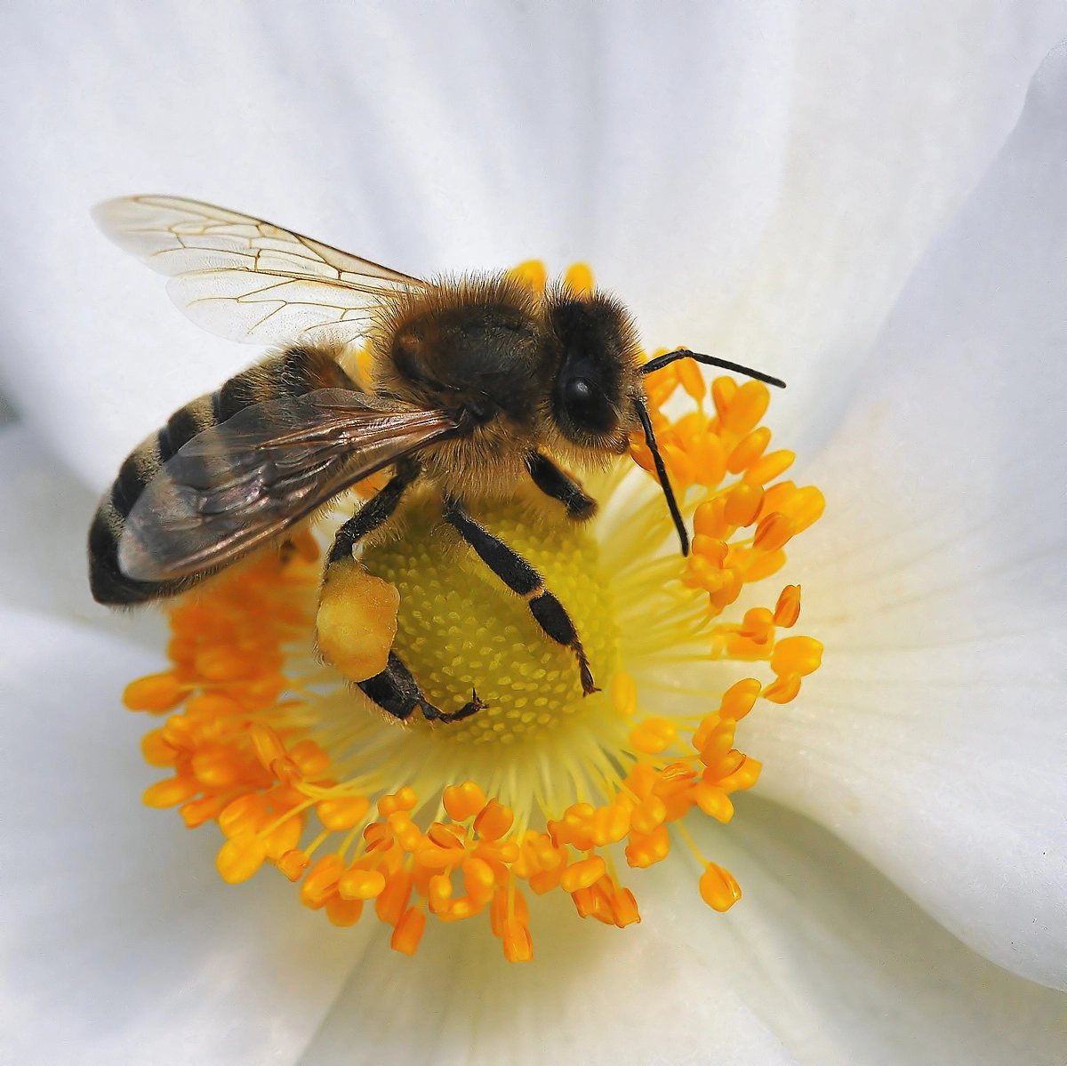 Nikon D3X sample photo. Bee & anemone japonica photography