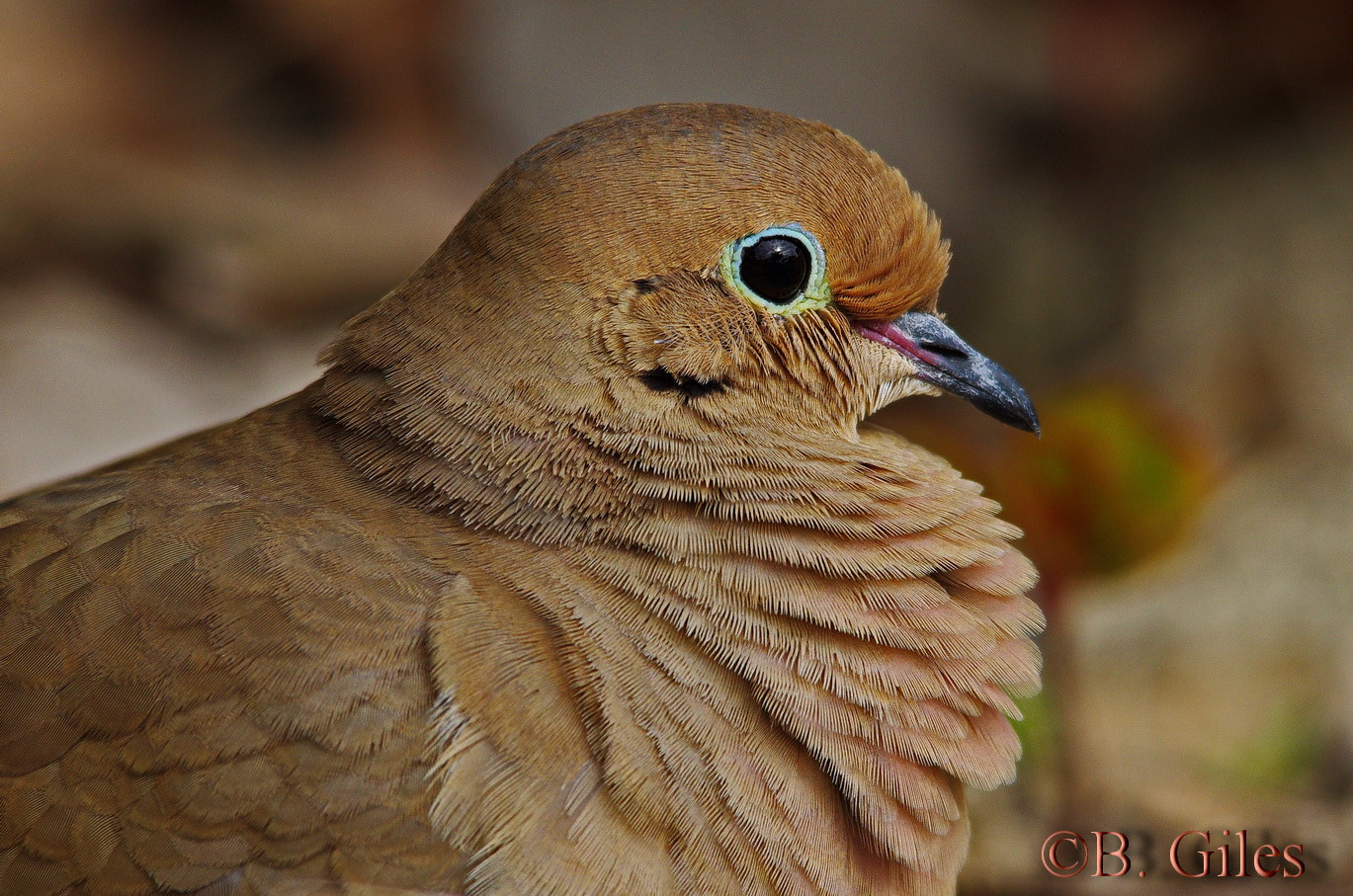 Sigma 150-500mm F5-6.3 DG OS HSM sample photo. Mourning dove portrait. photography