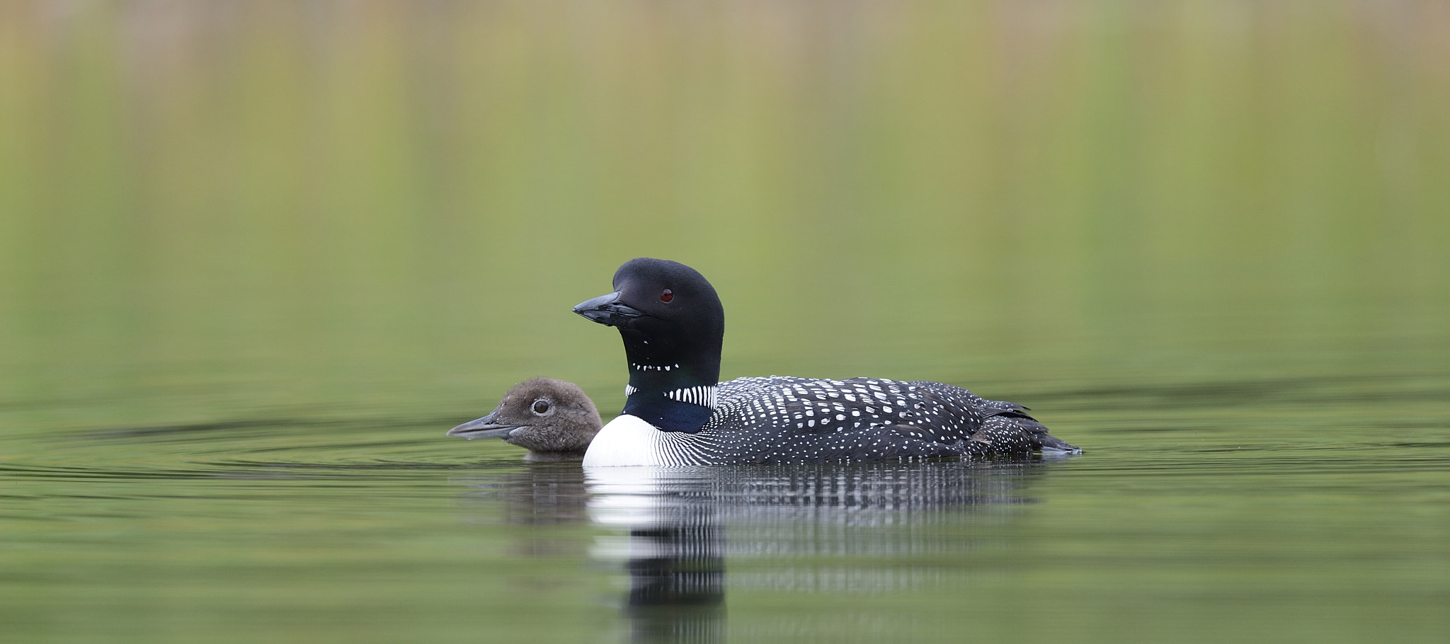 Nikon D4 + Sigma 24-60mm F2.8 EX DG sample photo. Plongeon huard, gavia immer, great northern loon photography