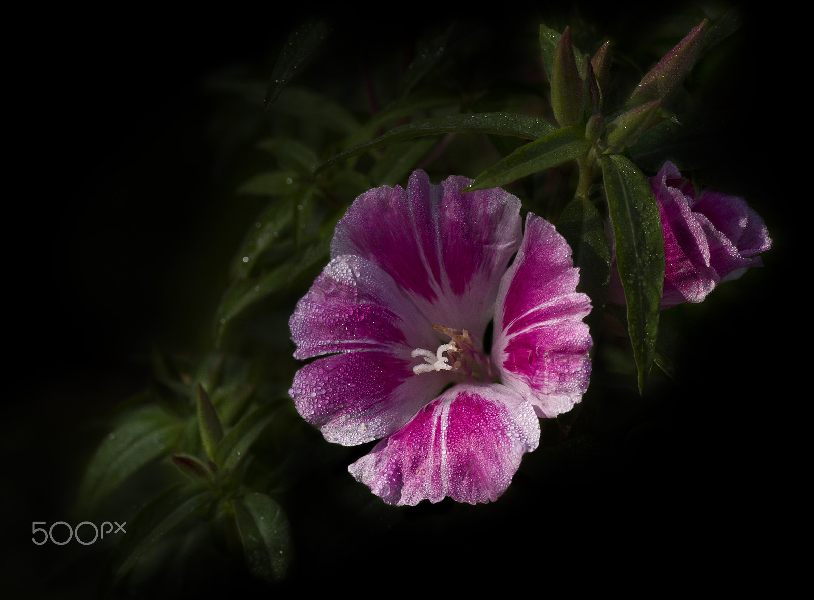 Pentax K-r + Tamron SP AF 90mm F2.8 Di Macro sample photo. Dewy photography
