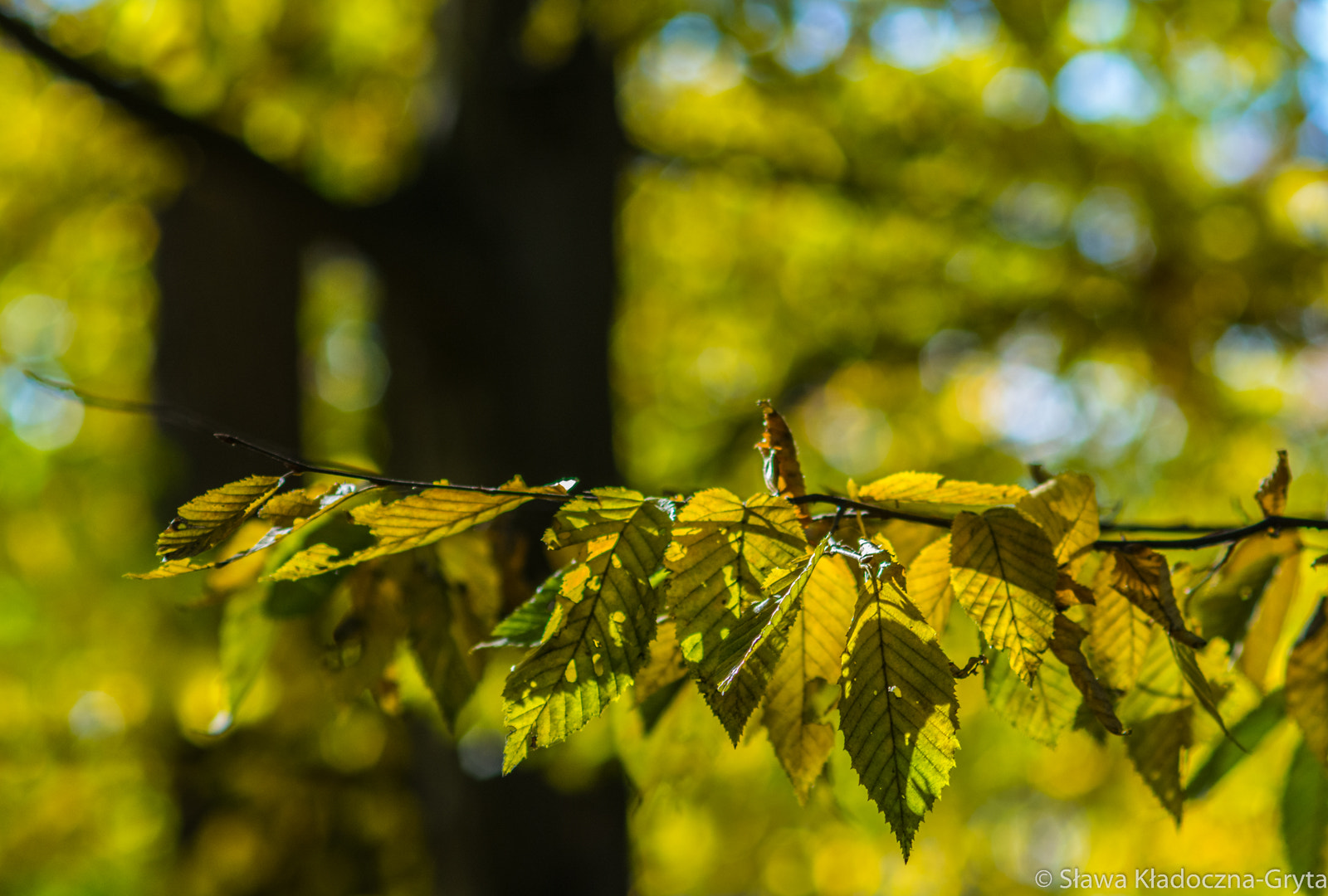 Nikon D7100 + AF Zoom-Nikkor 70-210mm f/4 sample photo. Autumn photography