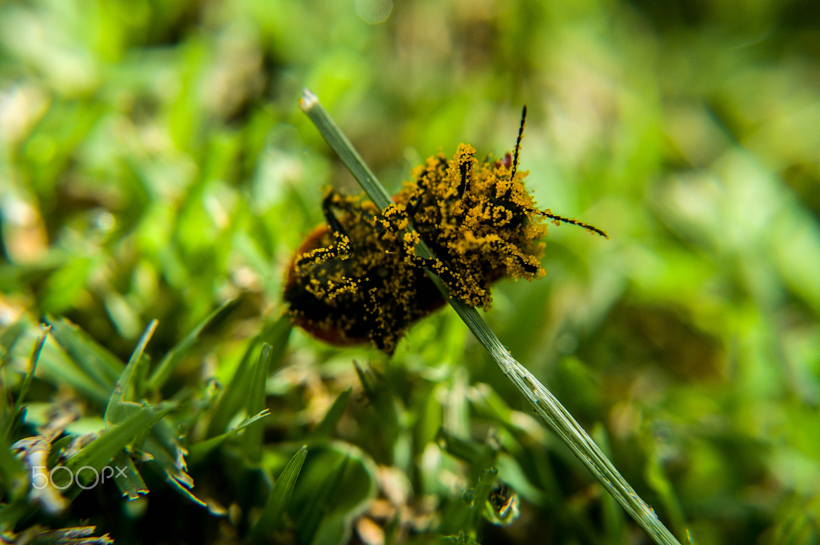 Minolta AF 28-85mm F3.5-4.5 sample photo. Close up photography