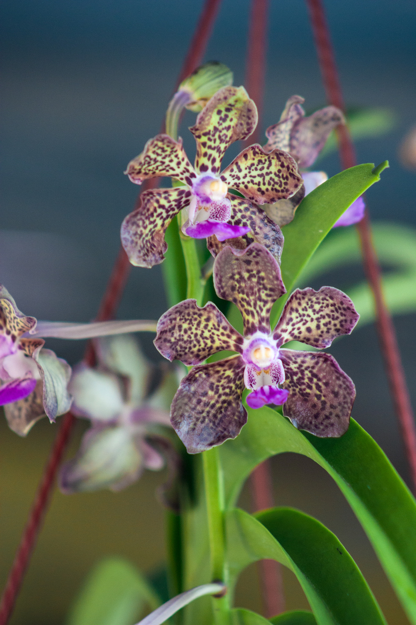 Canon EF 75-300mm f/4-5.6 USM sample photo. Vanda 'tiger' photography