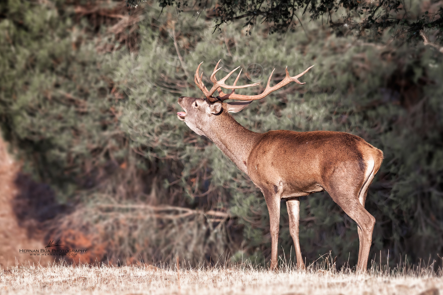 Sigma 150-500mm F5-6.3 DG OS HSM sample photo. 12 point photography