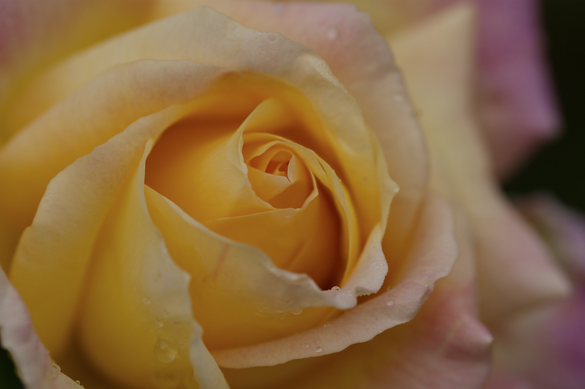 Sony Alpha DSLR-A390 + Tamron SP AF 90mm F2.8 Di Macro sample photo. Rose photography