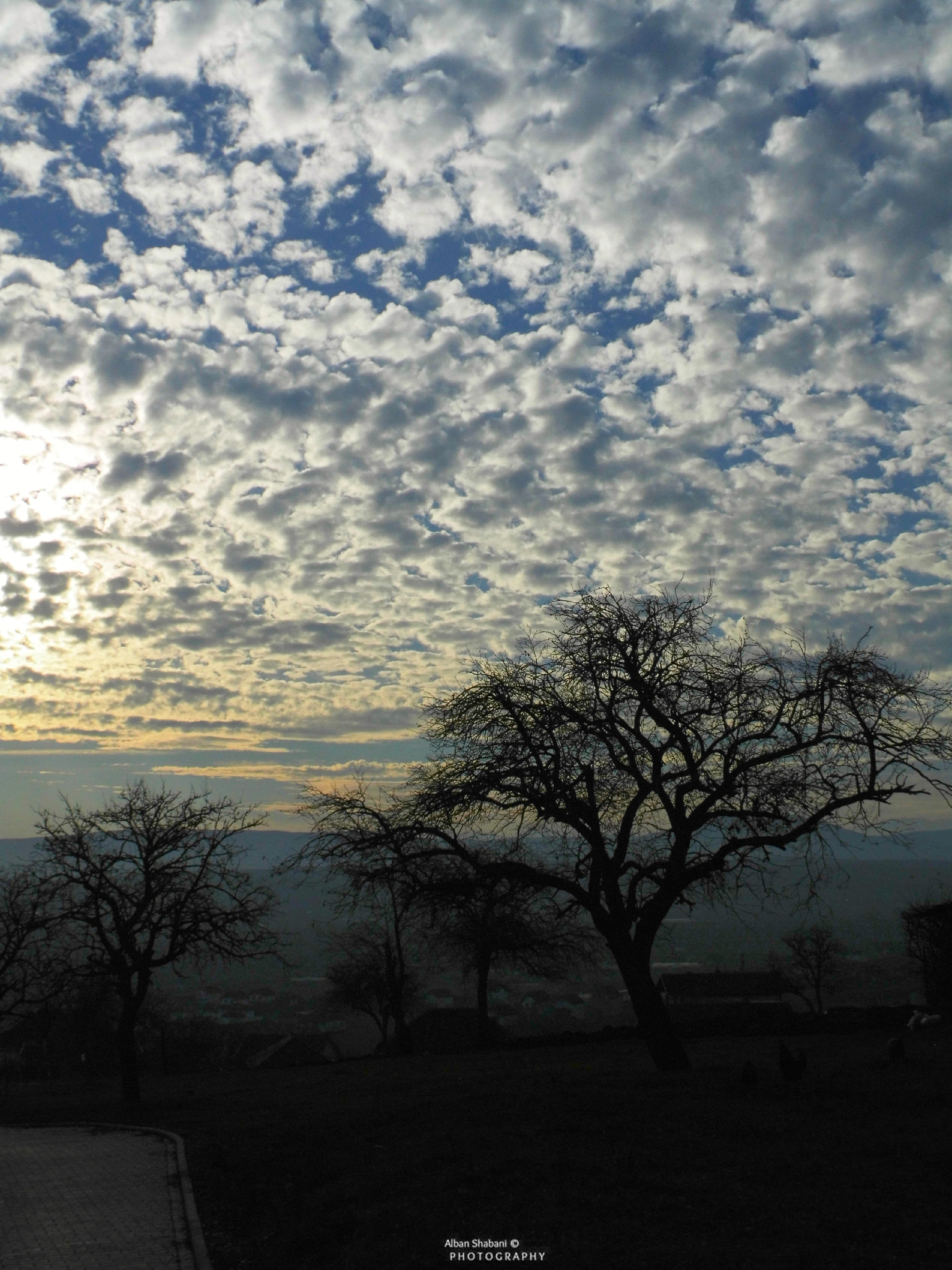 MEDION MD86929 sample photo. Trees and sky / pemet dhe qielli photography