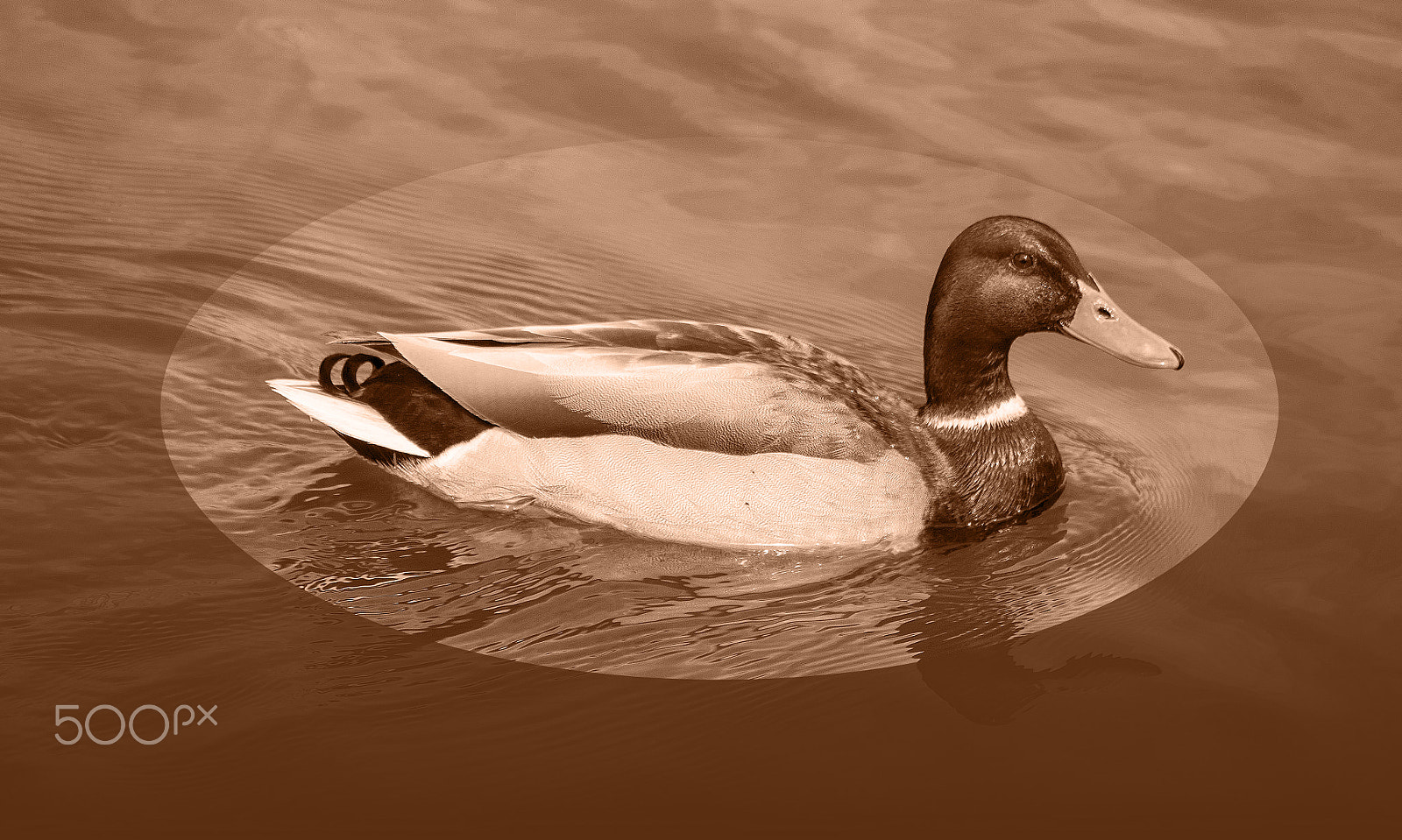 Olympus PEN E-PL5 sample photo. Duck on water photography
