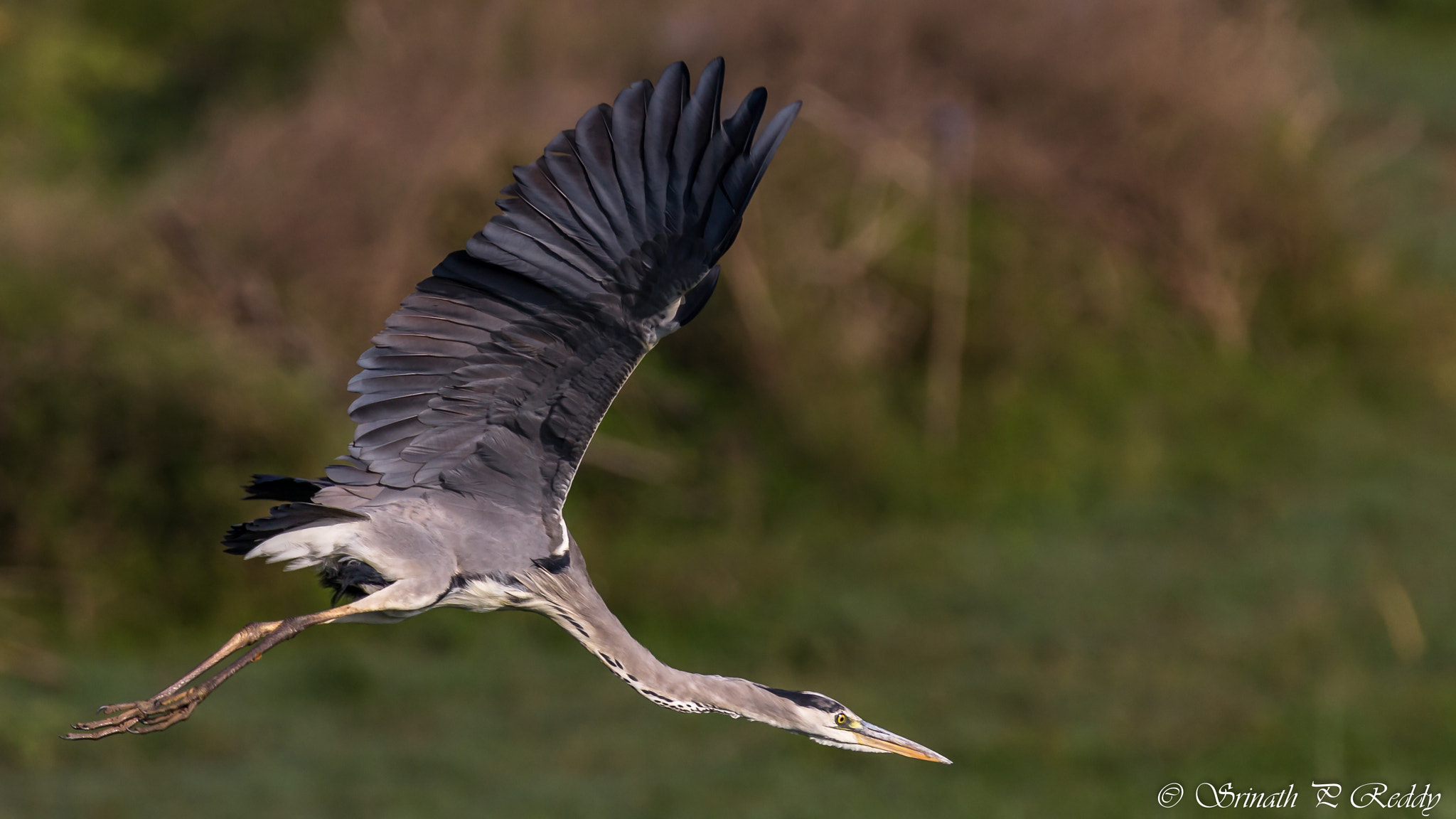 Canon EF 100-400mm F4.5-5.6L IS II USM sample photo. Lift off....!!! photography
