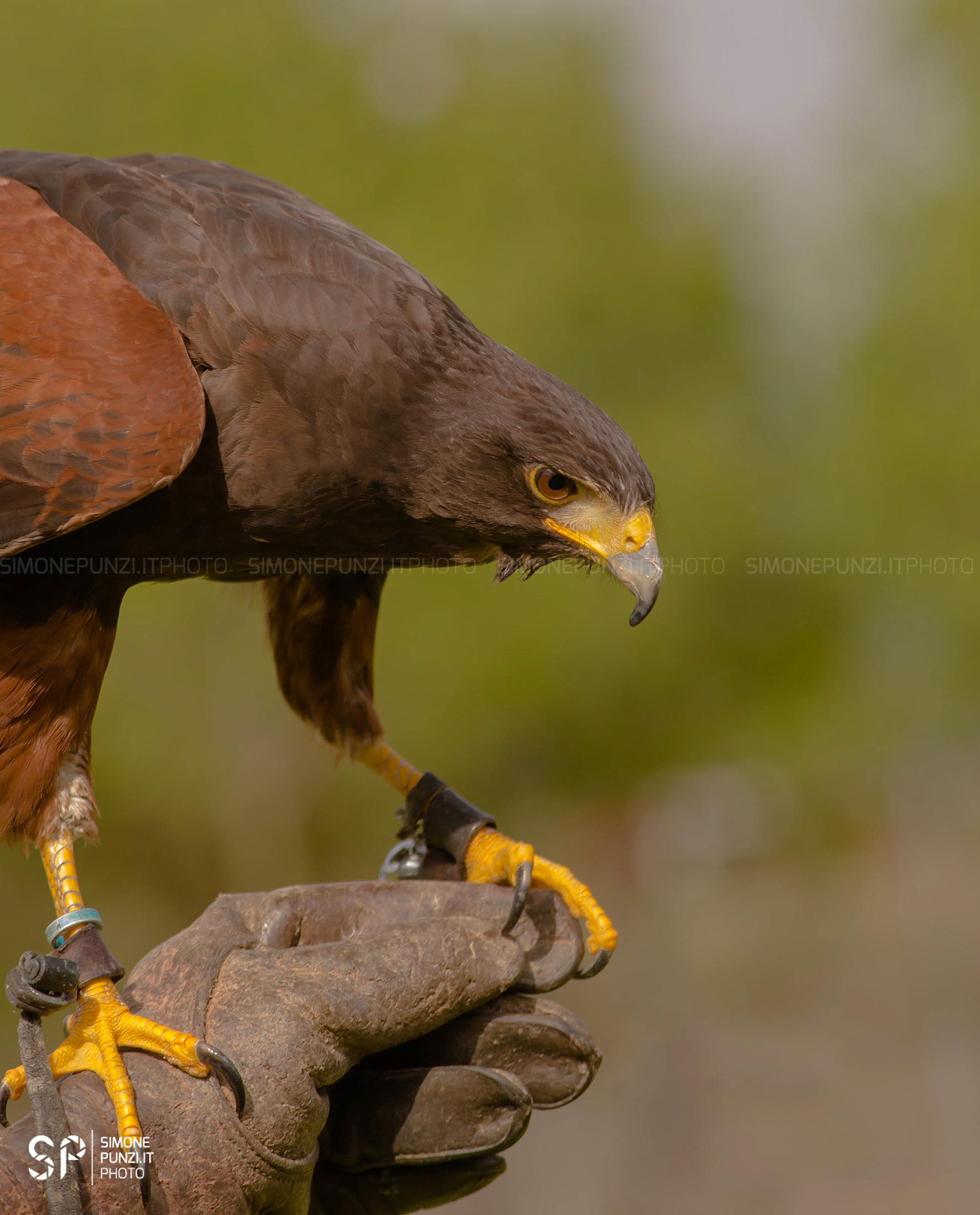 AF Zoom-Nikkor 75-300mm f/4.5-5.6 sample photo. Falco photography