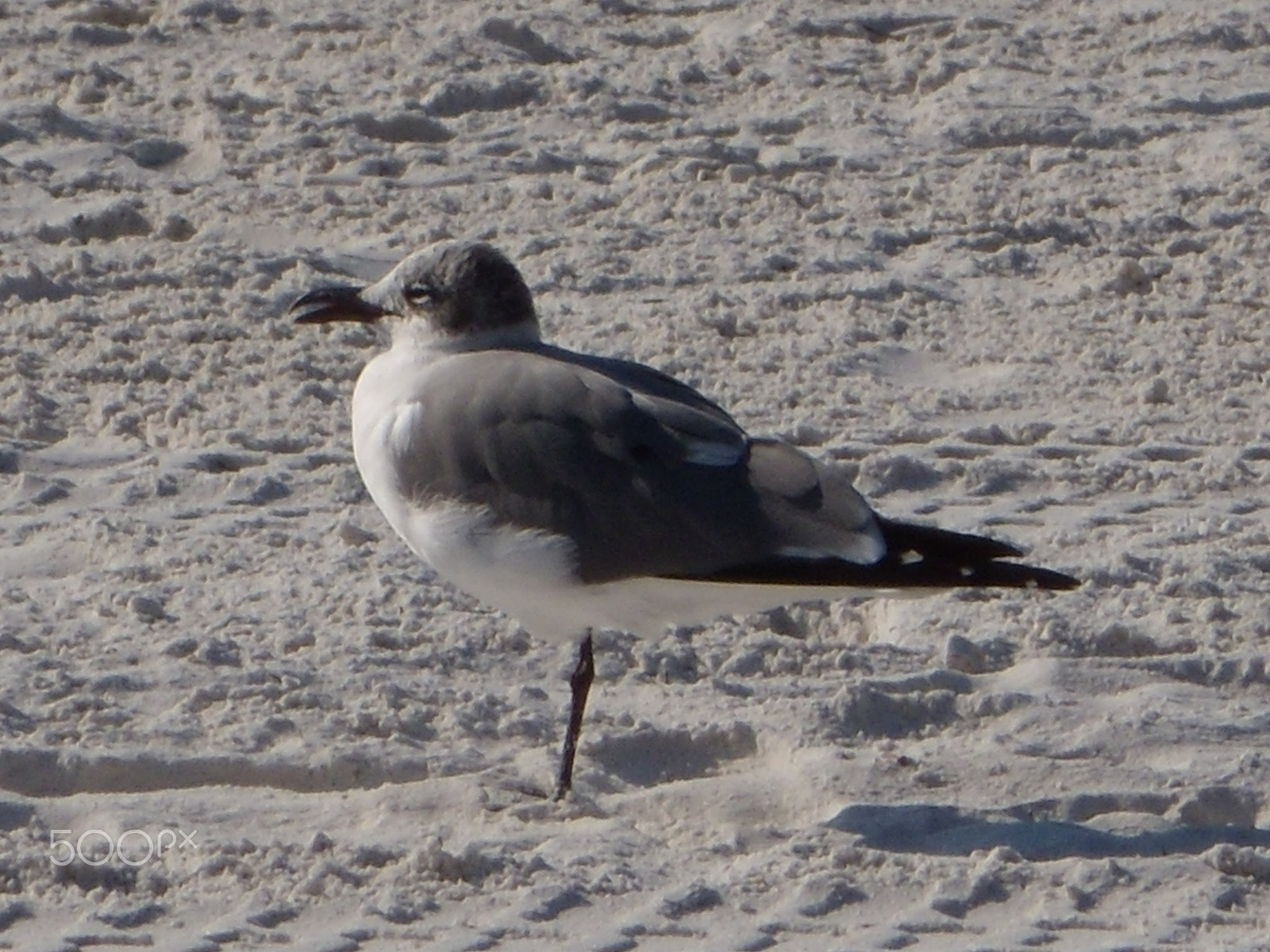 Nikon Coolpix S710 sample photo. Look mom one leg.jpg photography