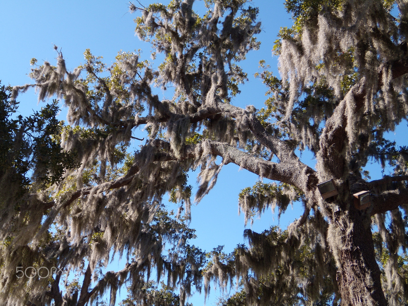 Nikon Coolpix S710 sample photo. Tree of moss.jpg photography