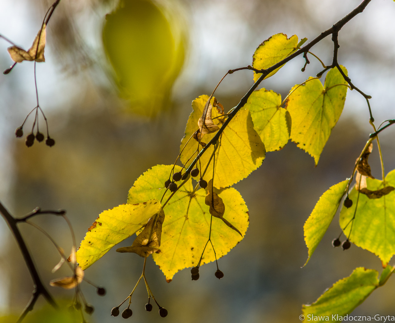 Nikon D7100 + AF Zoom-Nikkor 70-210mm f/4 sample photo. Autumn photography