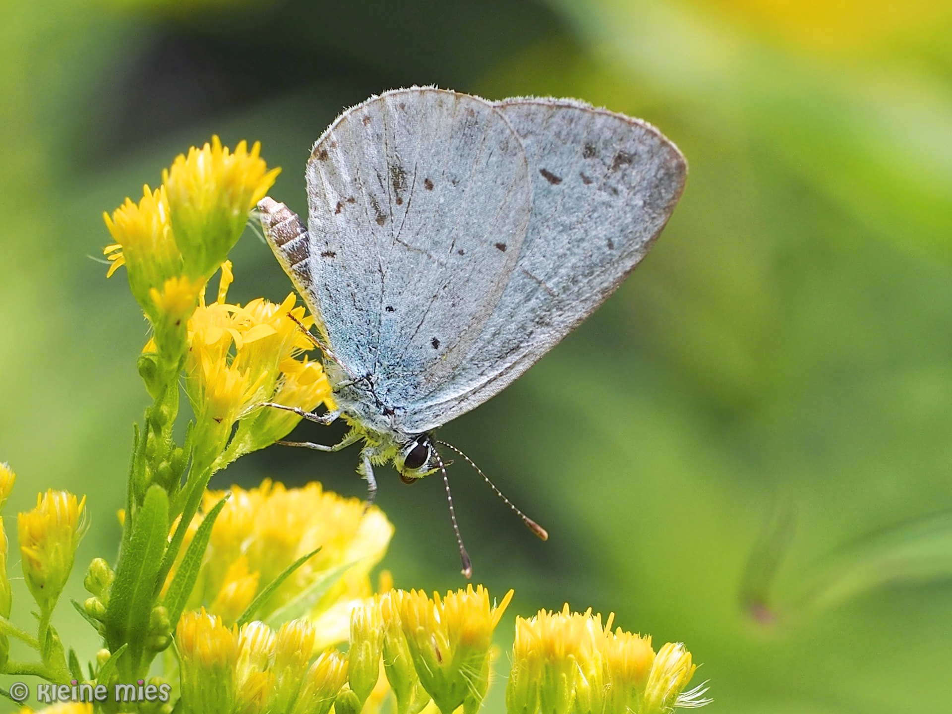 Panasonic Leica DG Macro-Elmarit 45mm F2.8 ASPH OIS sample photo. B my butterfly photography