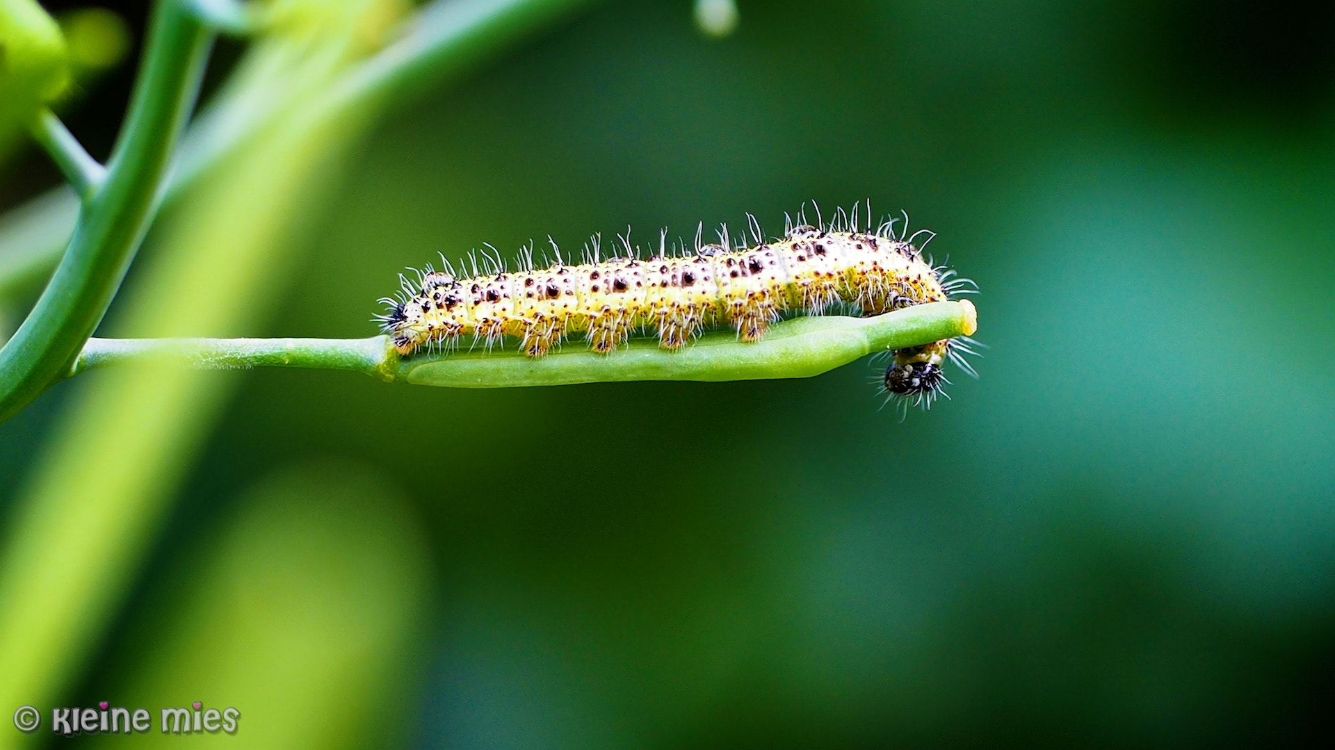 Panasonic Leica DG Macro-Elmarit 45mm F2.8 ASPH OIS sample photo. One day, i'll fly (away) photography