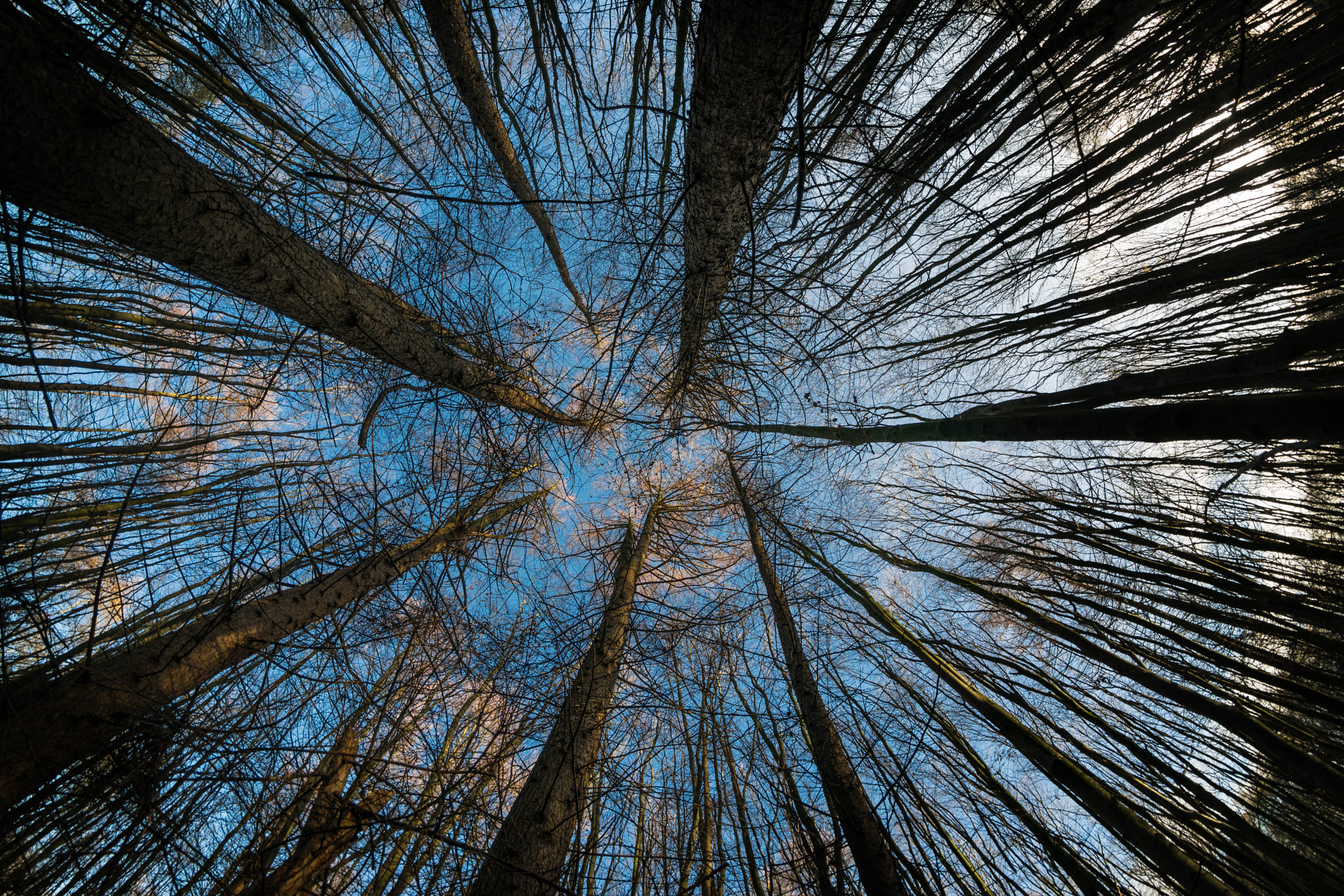 Nikon D5300 + Samyang 8mm F3.5 Aspherical IF MC Fisheye sample photo. Fisheye trees photography