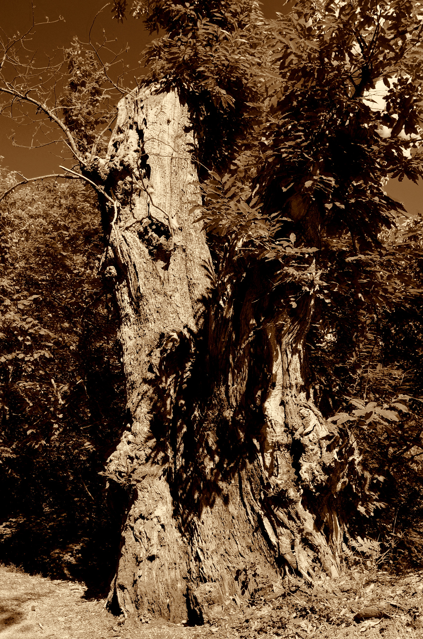 Pentax K-5 II sample photo. Baumstamm garfagnana sepia photography