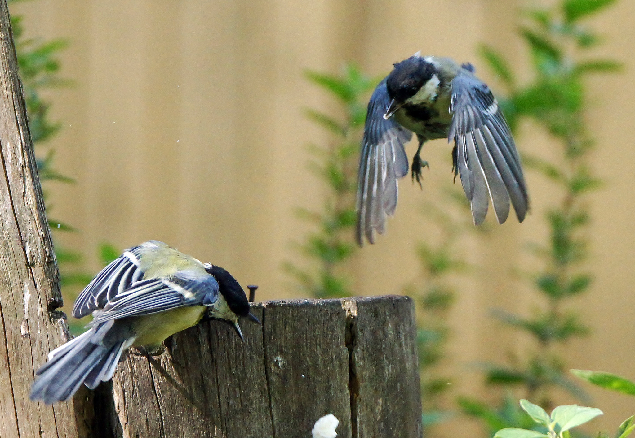 Sony Alpha DSLR-A580 + Tamron SP 150-600mm F5-6.3 Di VC USD sample photo. Birds photography