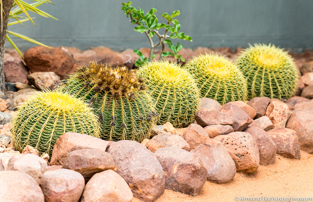 Nikon AF-S Nikkor 200-500mm F5.6E ED VR sample photo. Cacti photography
