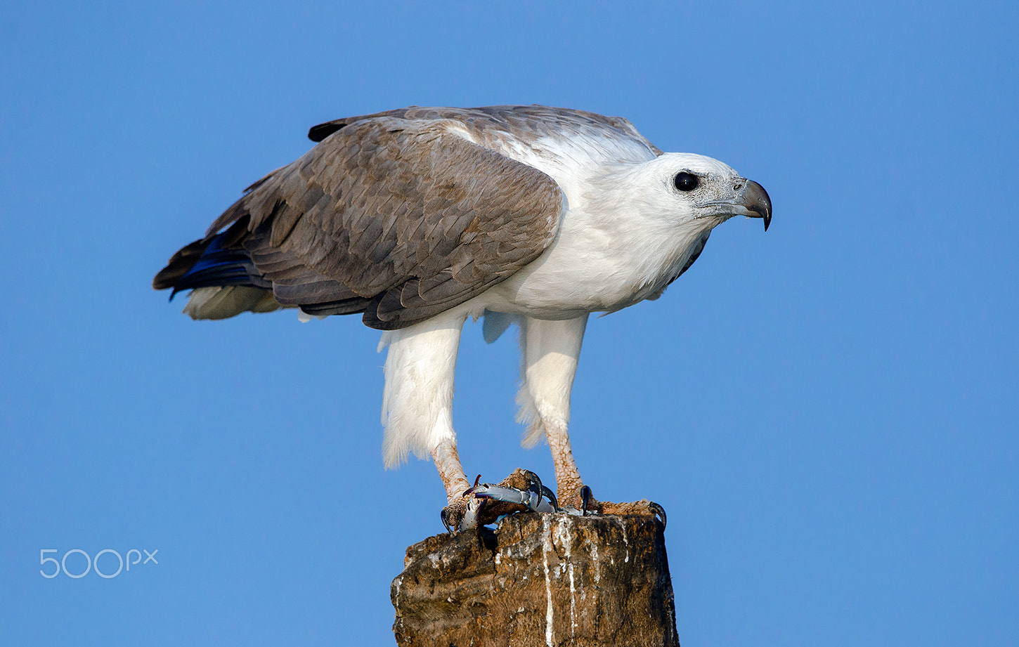 Nikon D7000 + Nikon AF-S Nikkor 500mm F4G ED VR sample photo. White bellied sea eagle photography