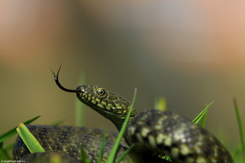 Canon 150mm sample photo. Snake photography