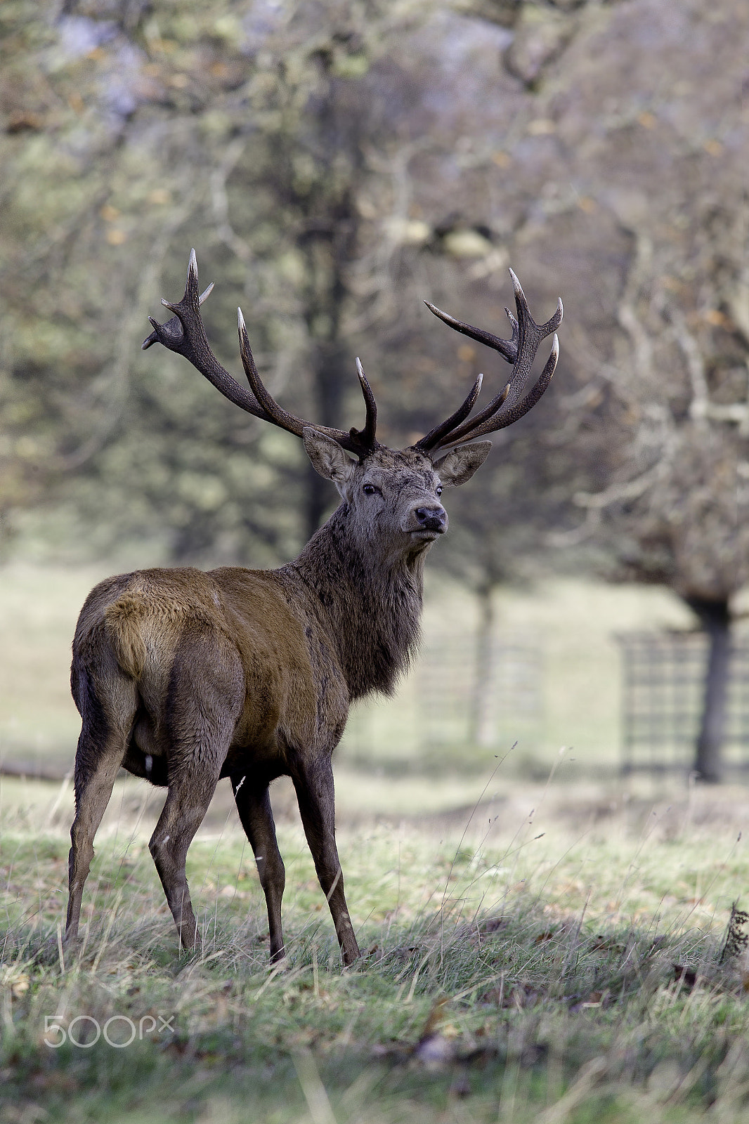 Canon EF 400mm F5.6L USM sample photo. Red deer stag. photography
