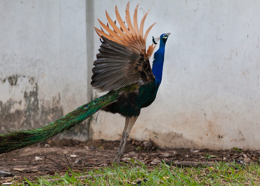 Can Peacocks Fly: Exploring the Myth and Reality of Peacock Flight
