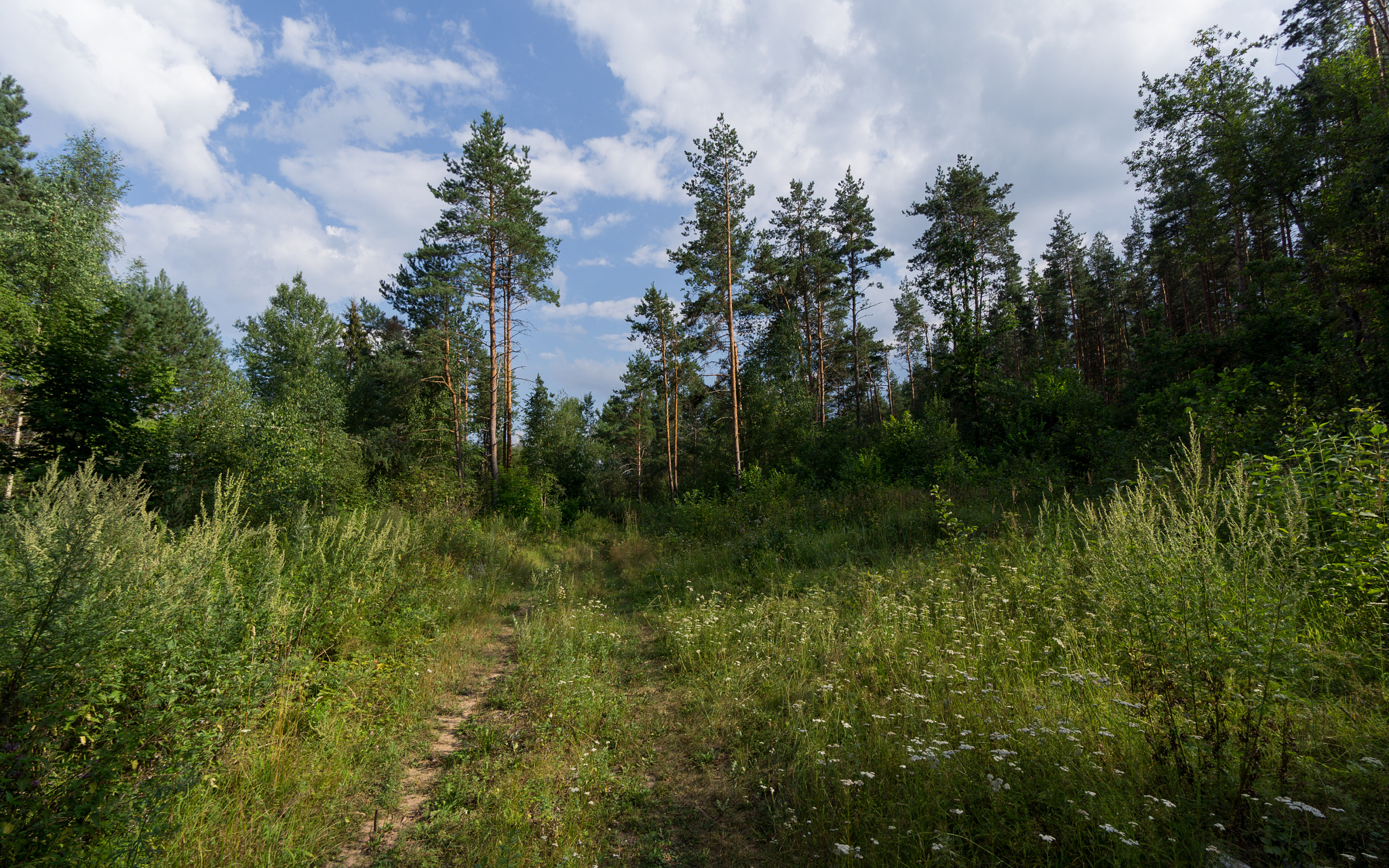 Sony Alpha NEX-5N + Sony E 10-18mm F4 OSS sample photo. Forest. photography