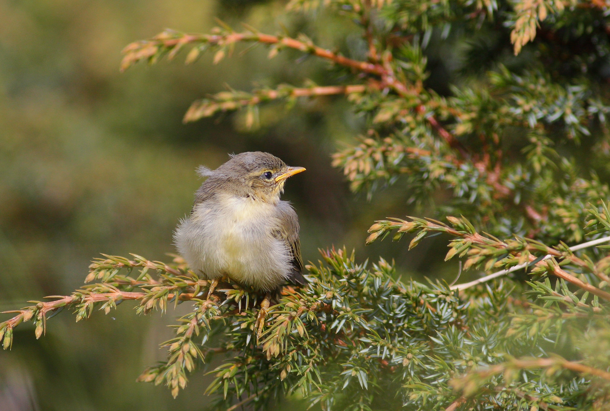 Canon EOS 50D + Canon EF 300mm F4L IS USM sample photo. Willow warbler photography
