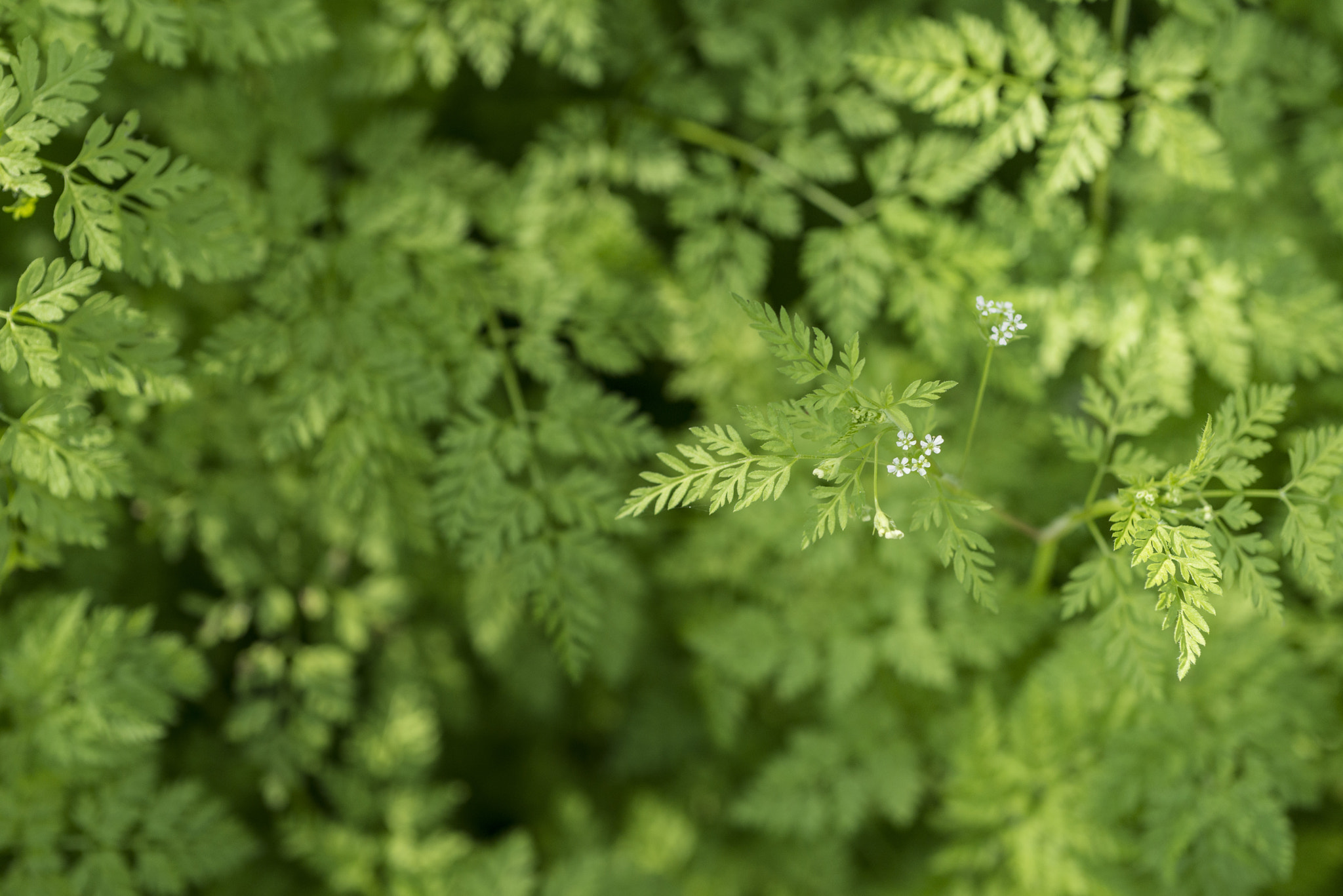 Nikon D800 + AF Micro-Nikkor 60mm f/2.8 sample photo. Santiago ferns (06) photography