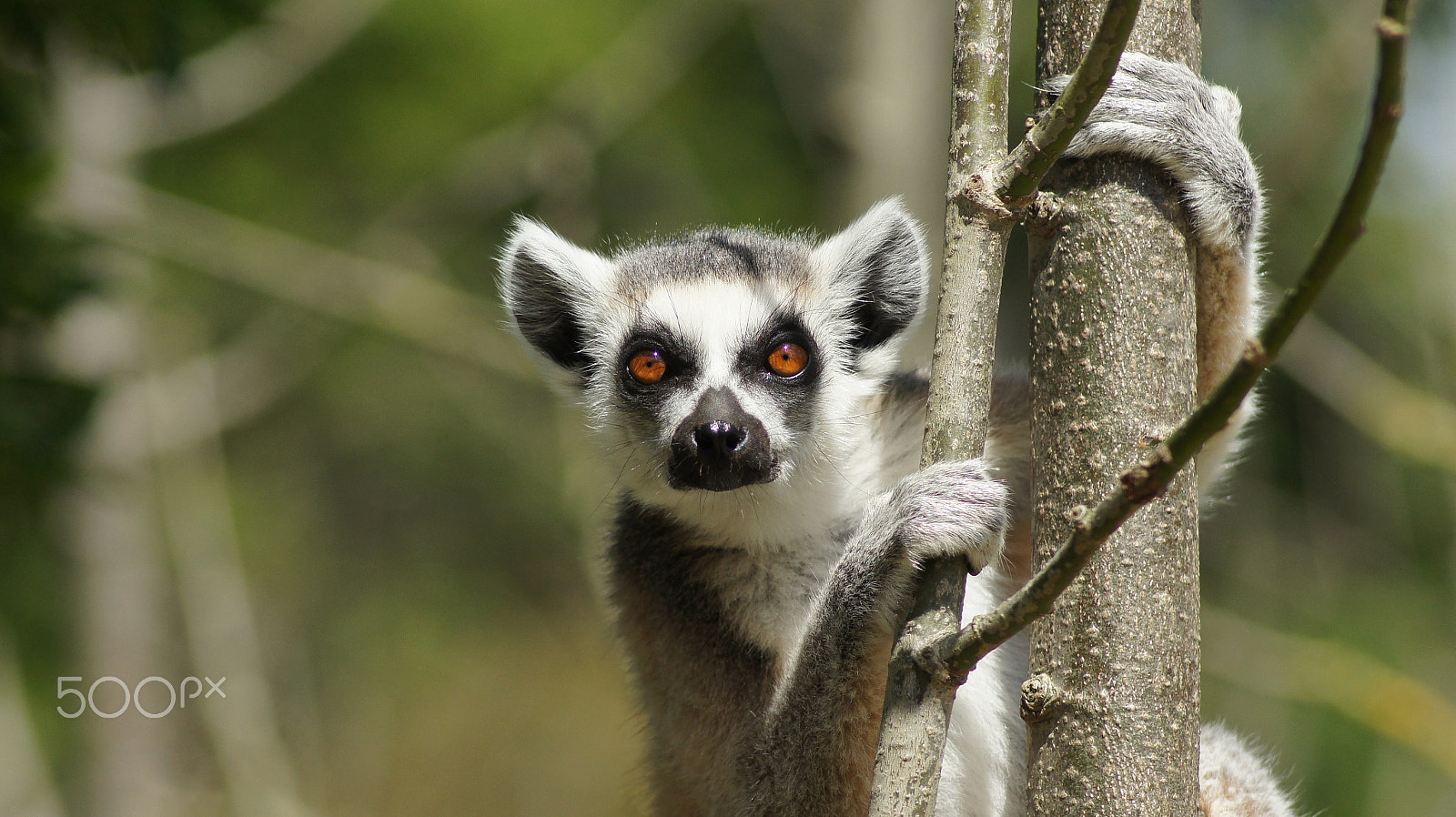 Tamron AF 70-300mm F4-5.6 Di LD Macro sample photo. Curious lemur photography