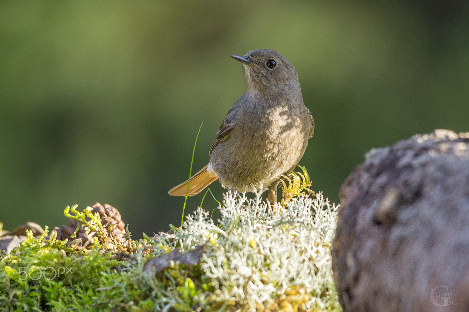 Sigma 150-500mm F5-6.3 DG OS HSM sample photo. Phoenicurus ochruros photography