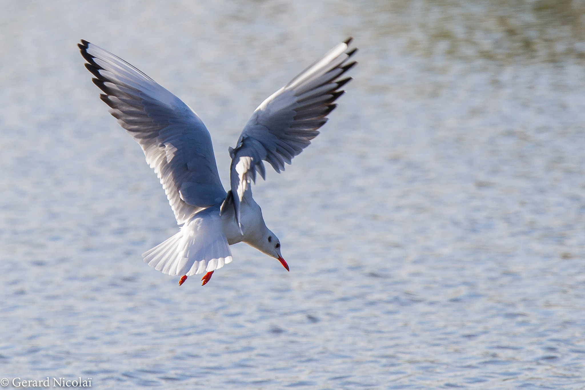 Canon EF 300mm F2.8L IS USM sample photo. Just before the dive photography