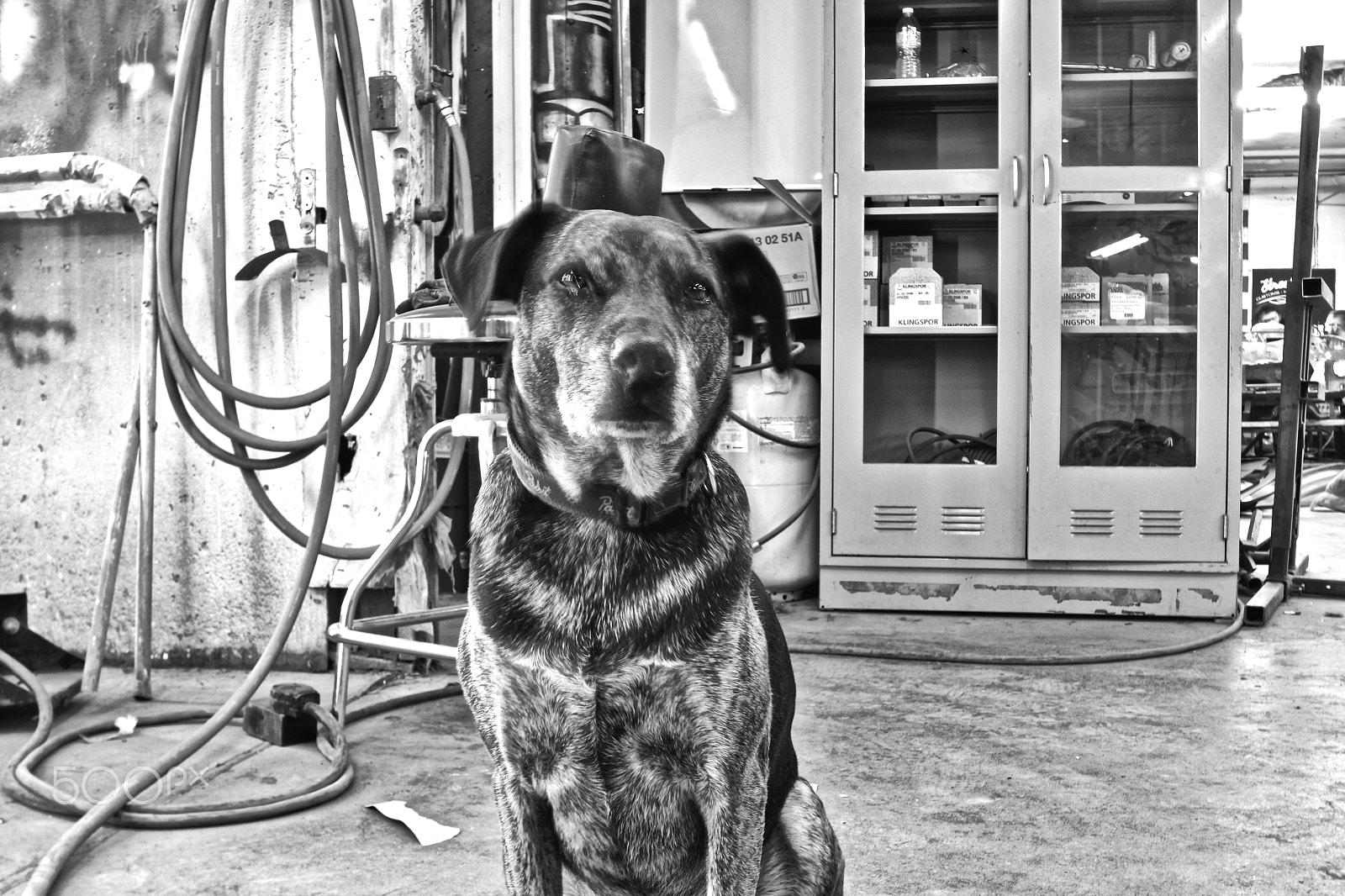 Sigma 18-125mm F3.8-5.6 DC OS HSM sample photo. Shop dog photography