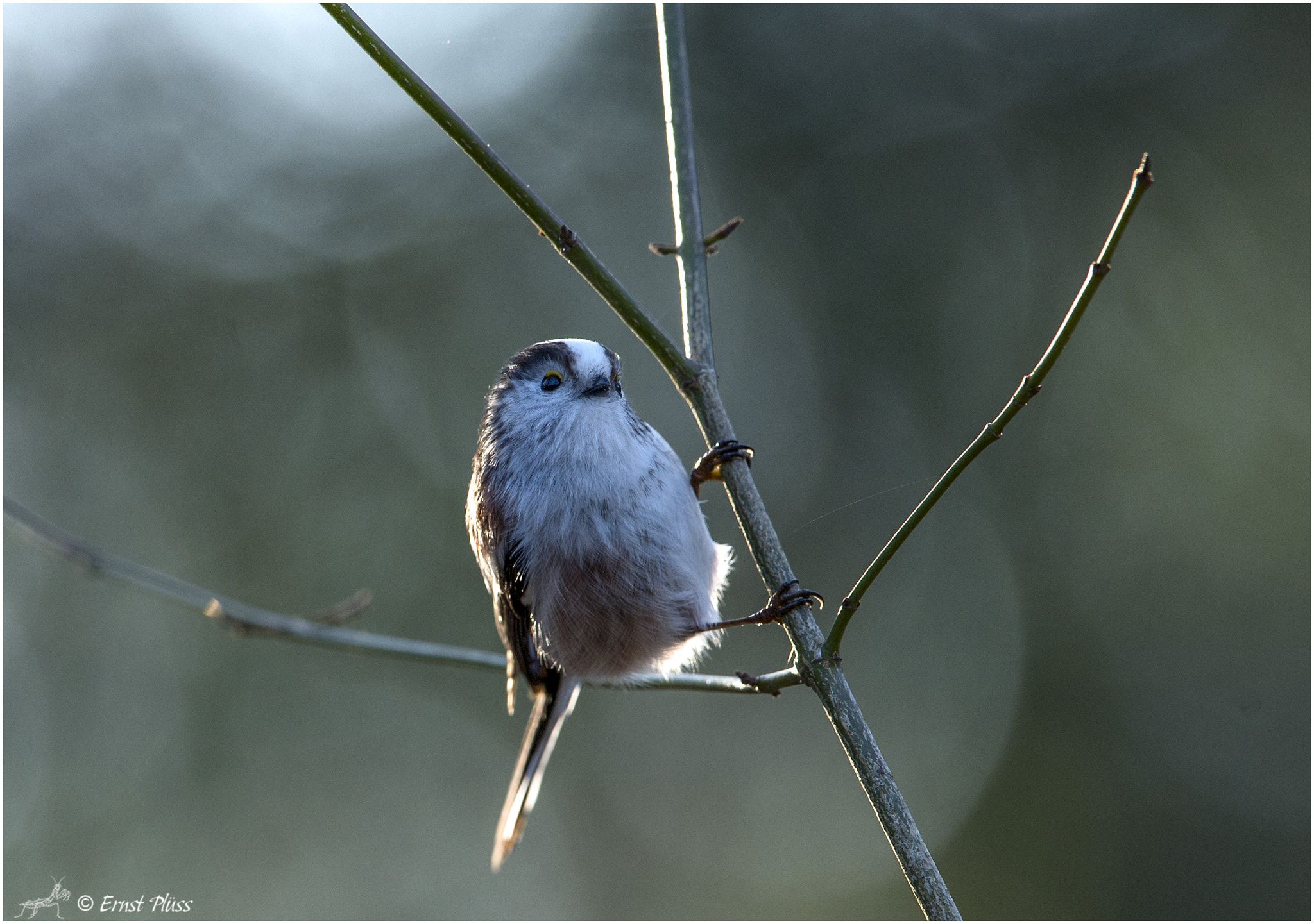 Nikon D4 sample photo. Long-tailed bushtit photography