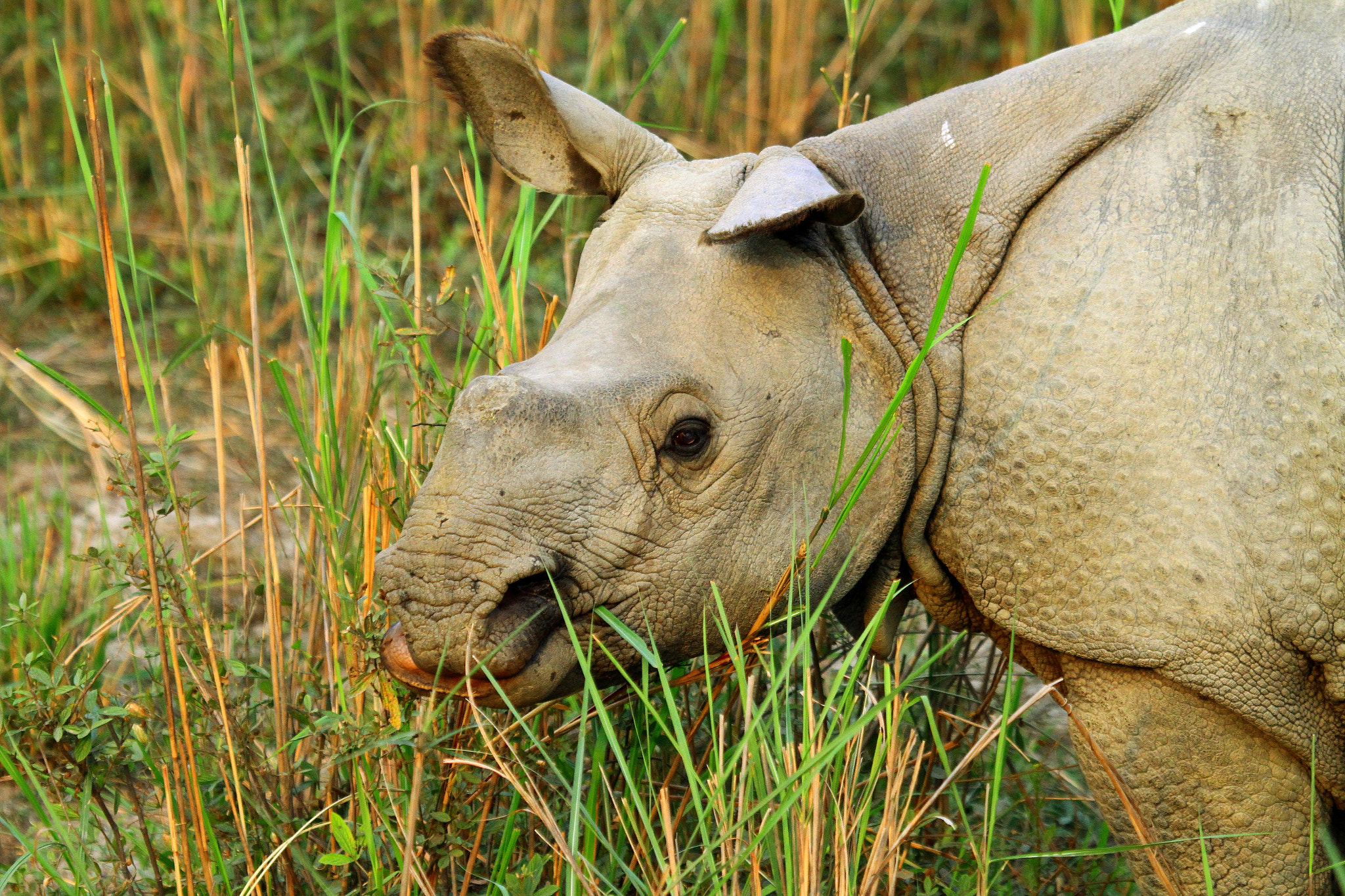 Canon EF 100-400mm F4.5-5.6L IS USM sample photo. Indian rhino photography