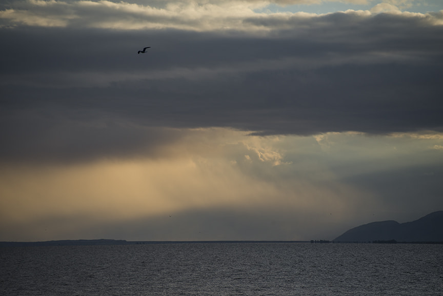 Sigma 70-300mm F4-5.6 APO DG Macro sample photo. Bird, storm photography