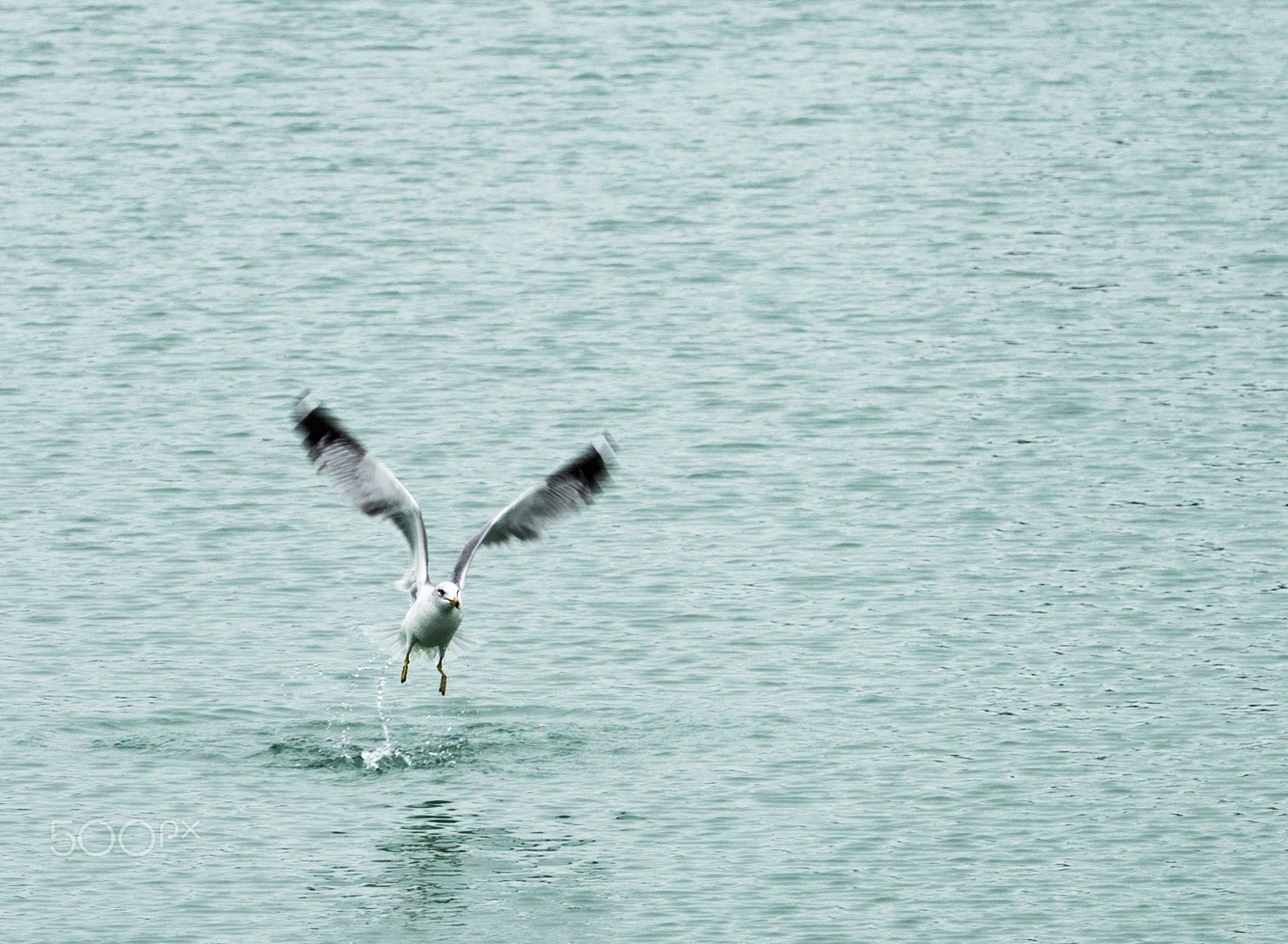 Canon EF 70-200mm F4L USM sample photo. Ascent photography