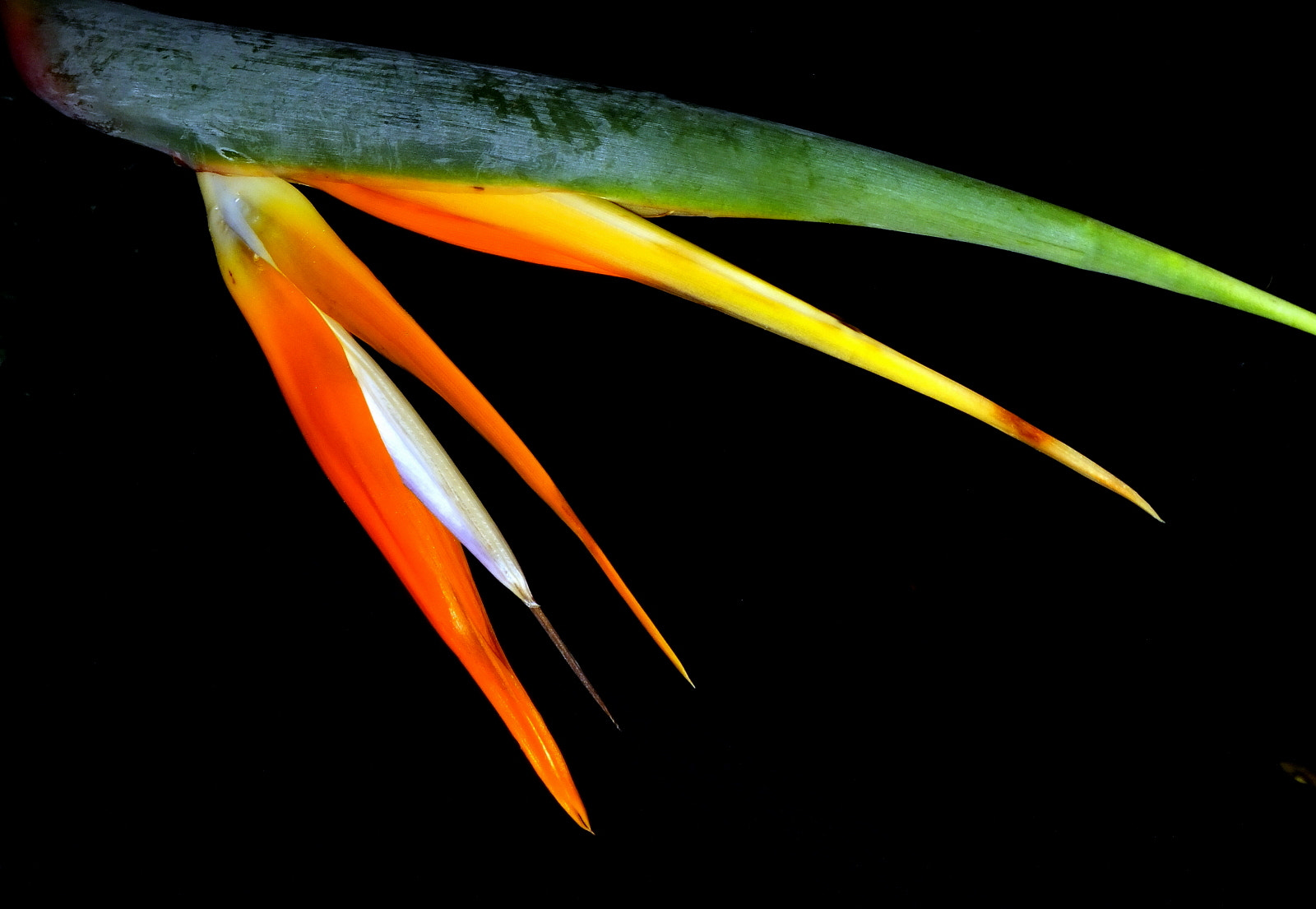 FujiFilm FinePix F500 EXR (FinePix F505 EXR) sample photo. Strelitzia reginae photography