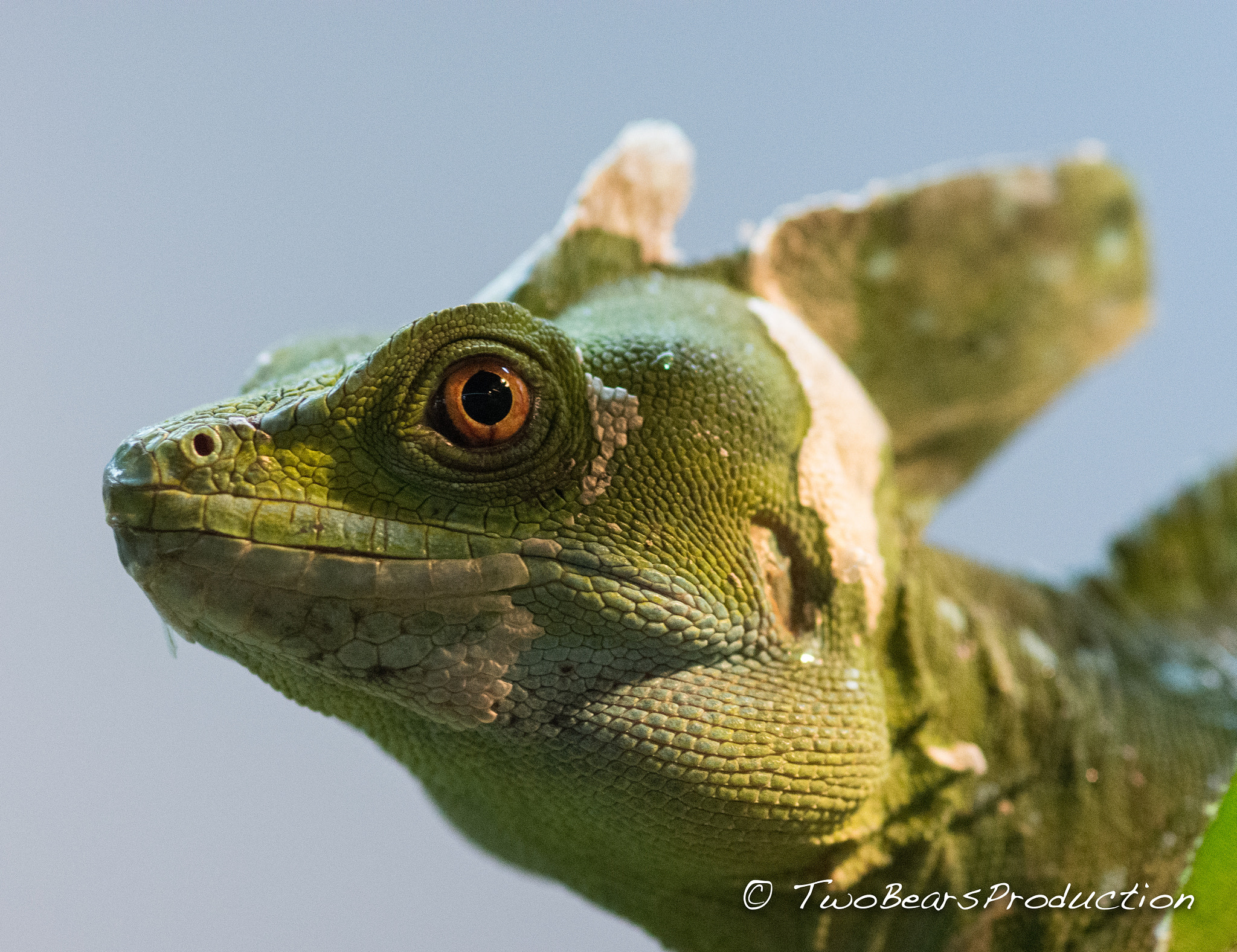 Nikon D7200 + AF Micro-Nikkor 105mm f/2.8 sample photo. The saurian is watching! photography