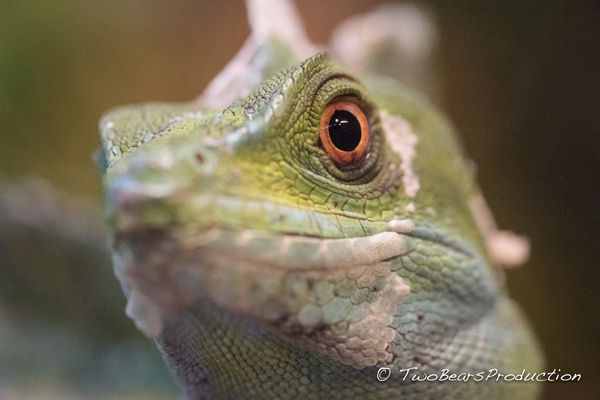 Nikon D810 + AF Micro-Nikkor 105mm f/2.8 sample photo. The eye of the saurian photography