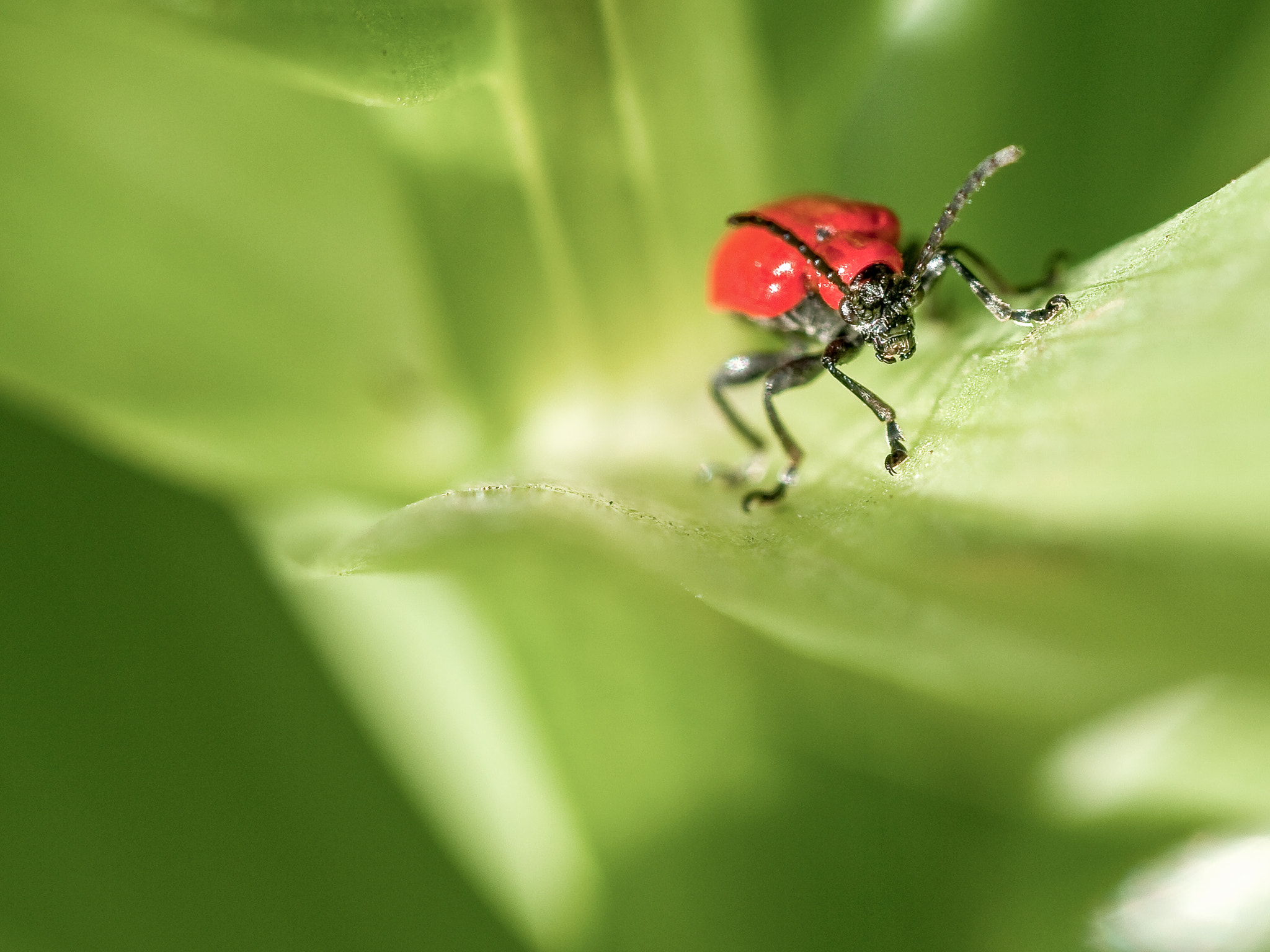 Olympus E-30 + Sigma 150mm F2.8 EX DG Macro HSM sample photo. Red bug photography