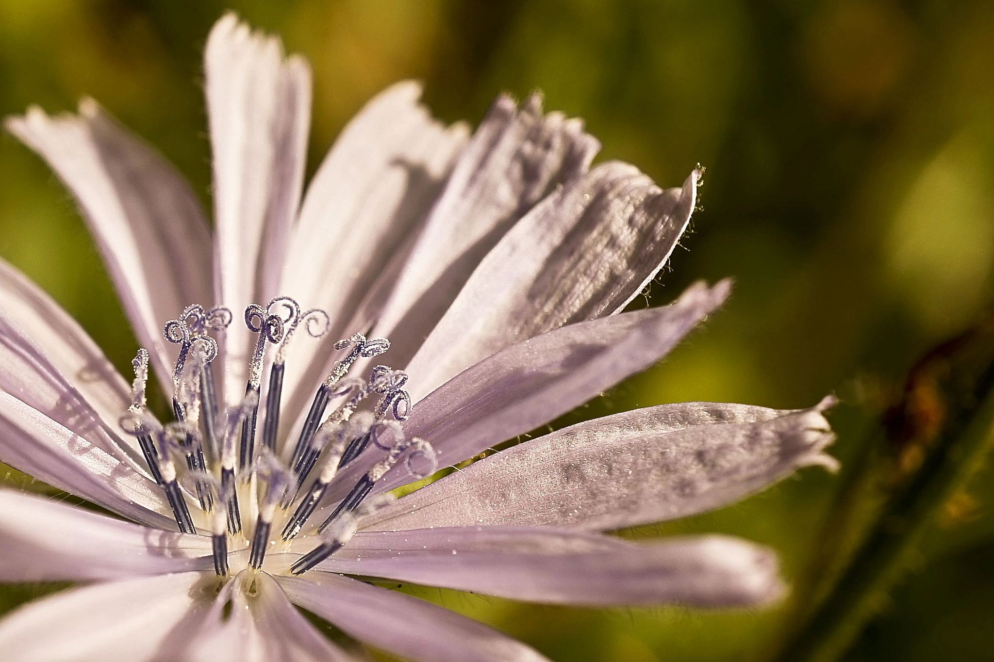 Sony a7 + Sony E 30mm F3.5 Macro sample photo. ++ photography